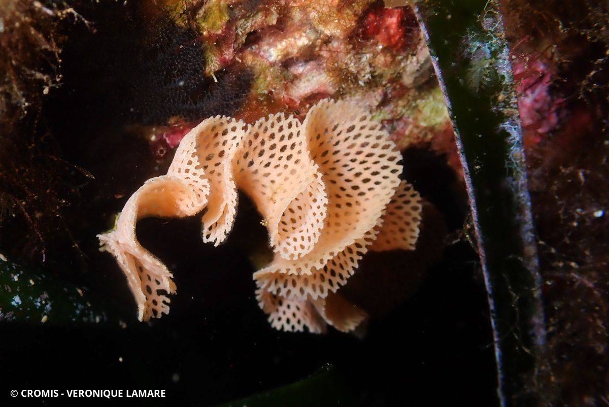 Dentelle de Neptune