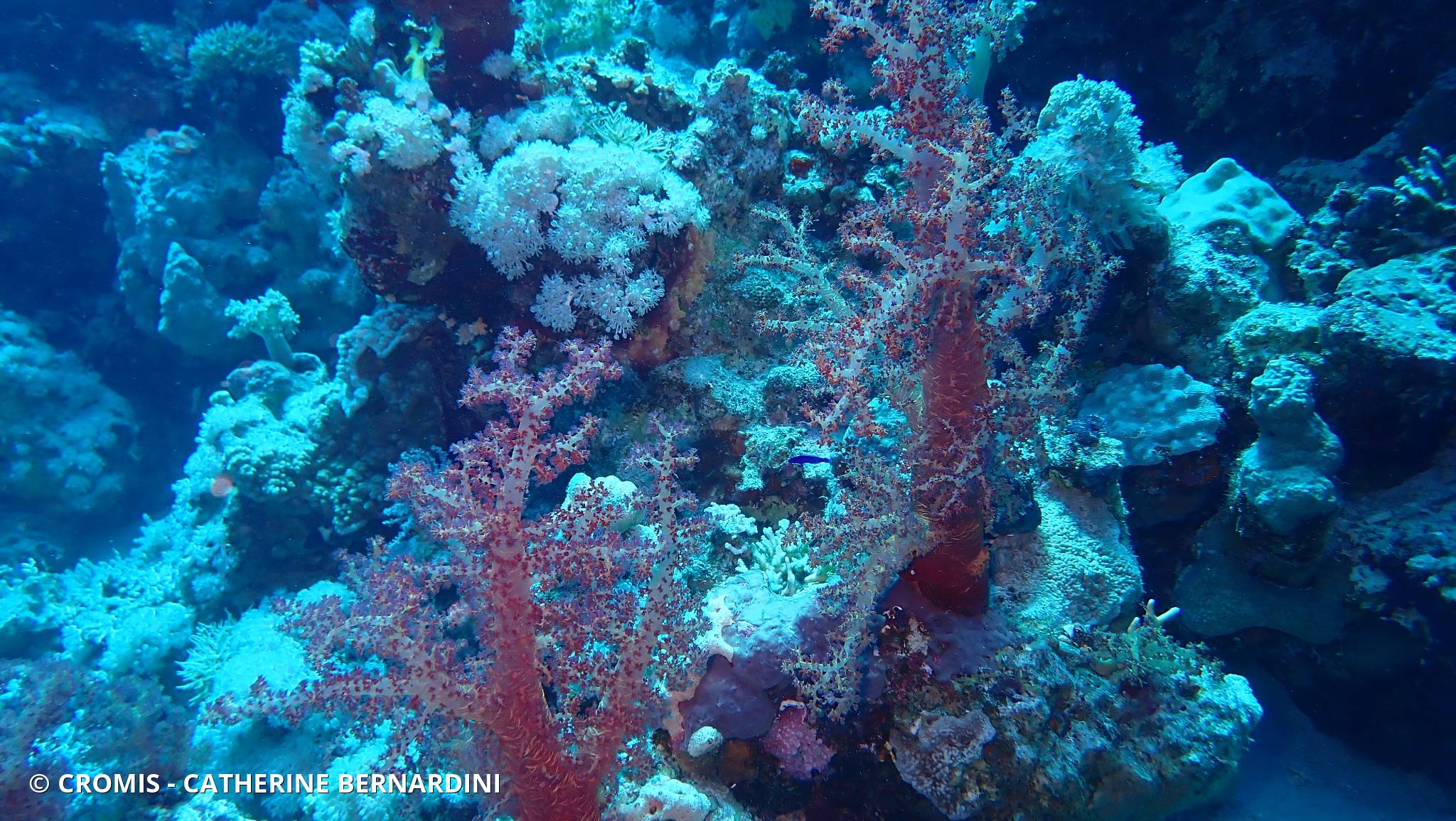 Alcyonaire épineux