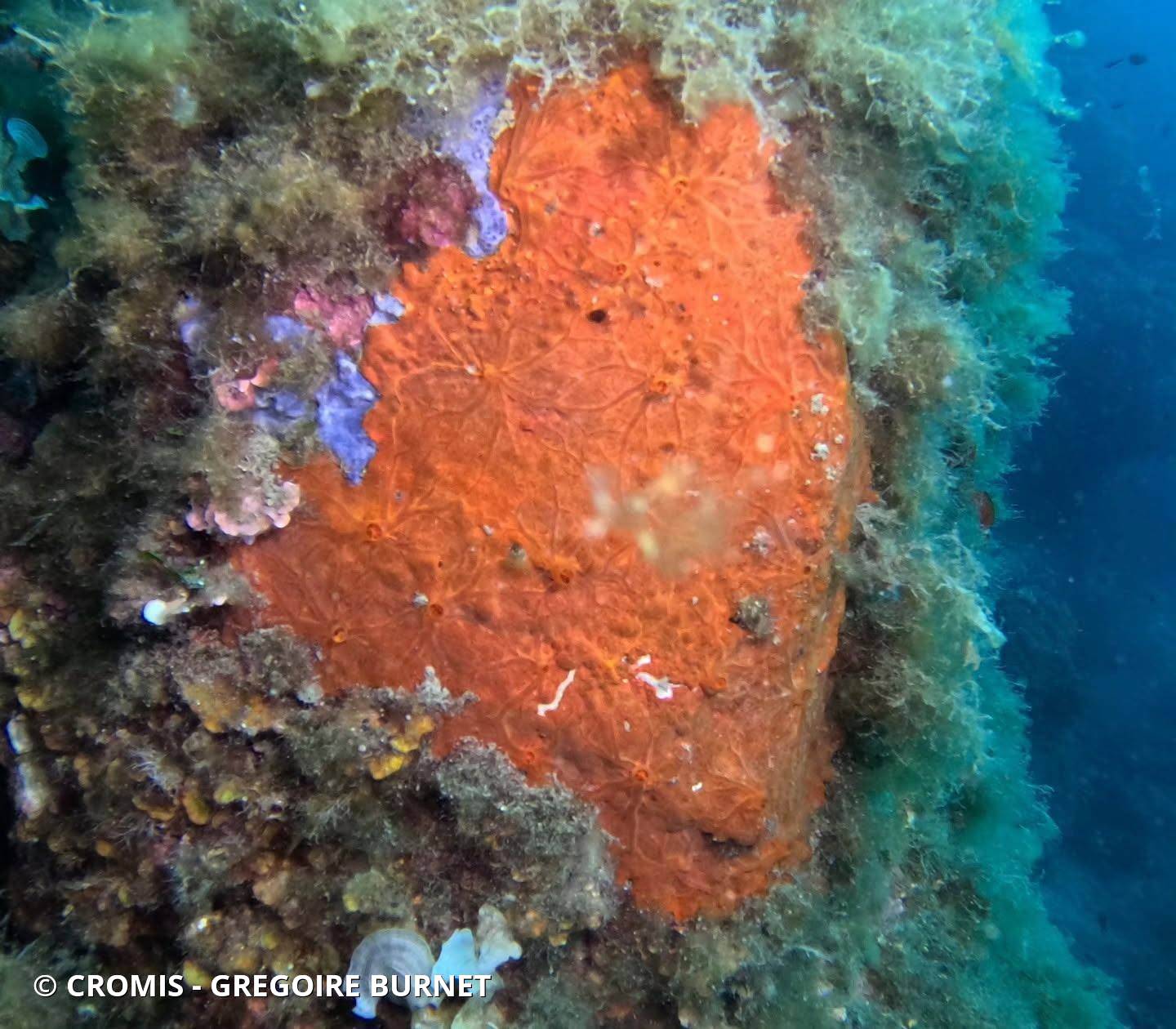 Eponge encroûtante orange-rouge