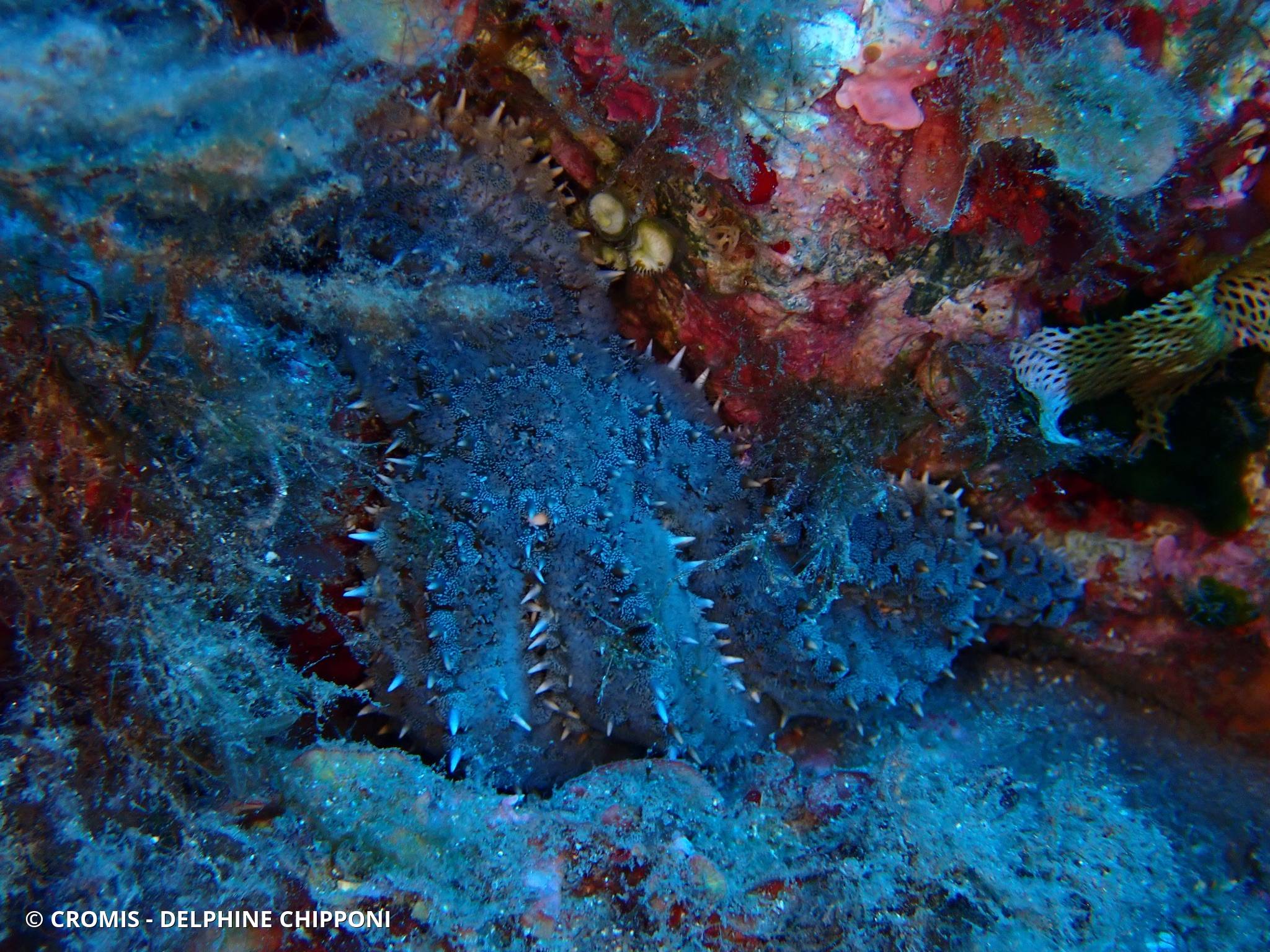 Etoile de mer glaciaire