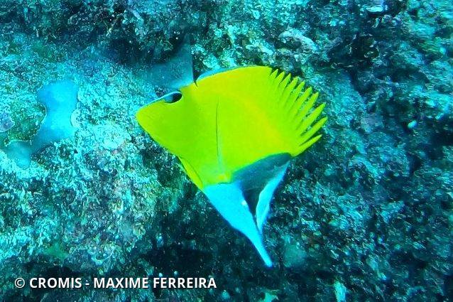 Poisson-pincette jaune