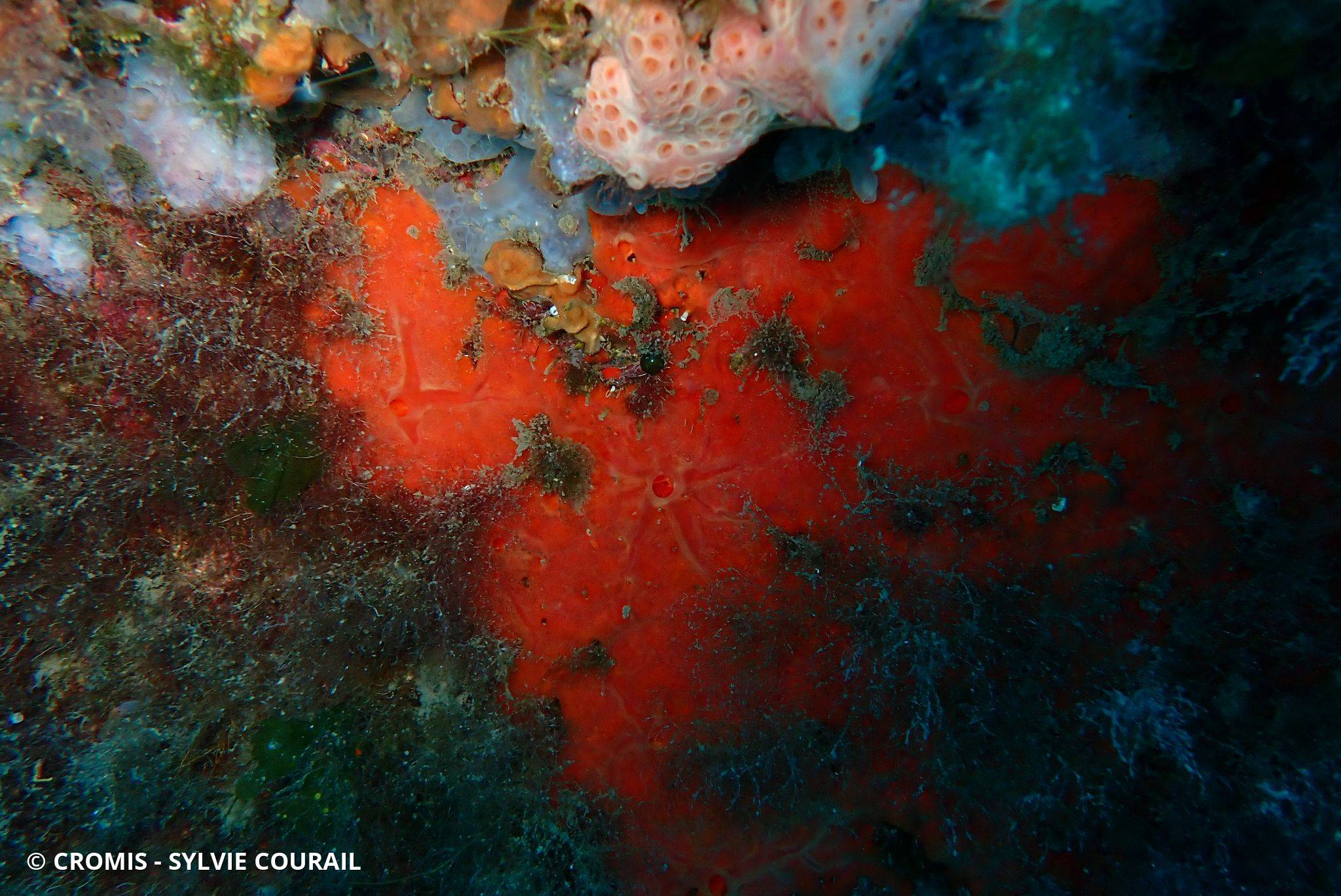 Eponge encroûtante orange-rouge