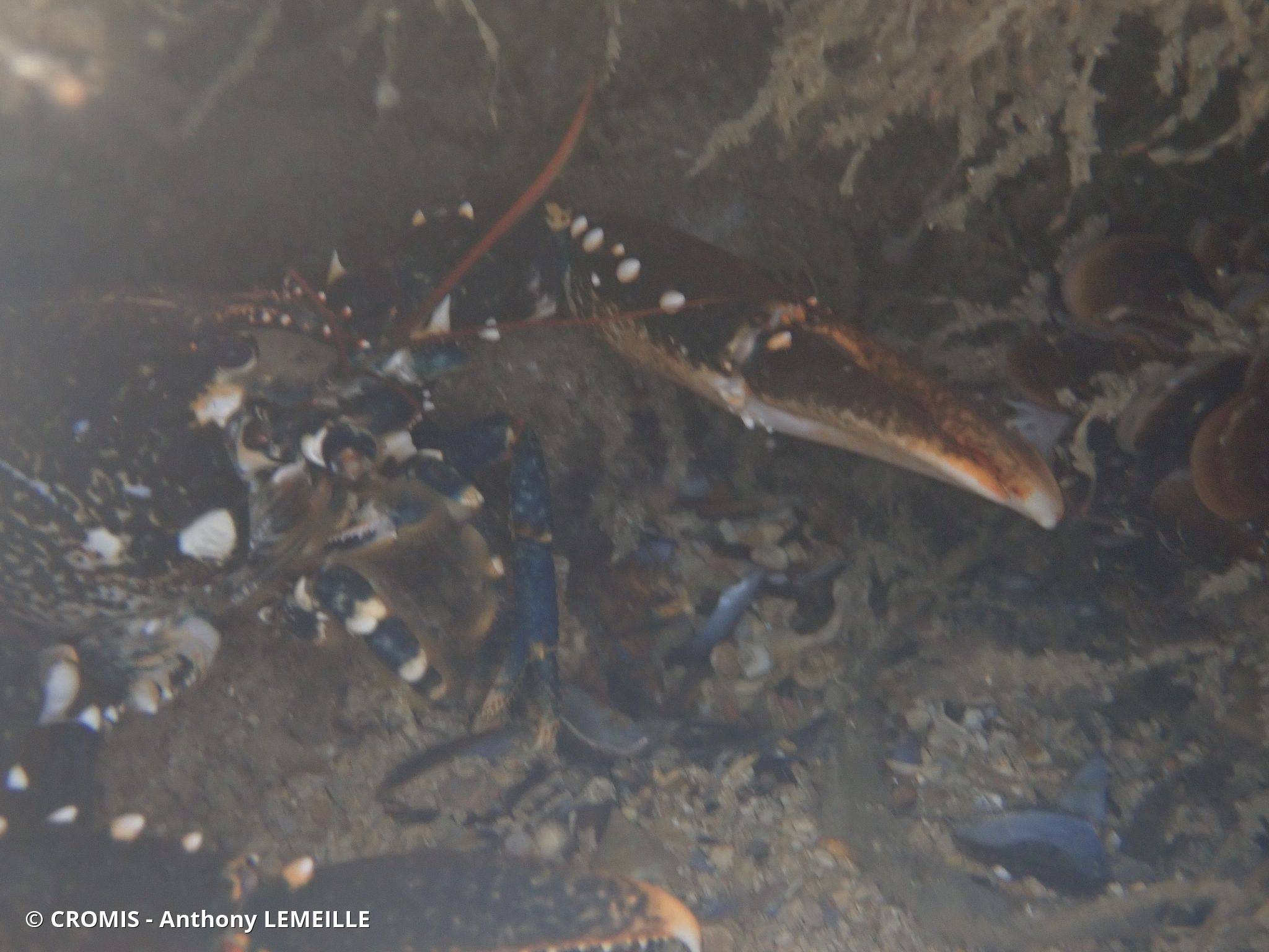 Homard européen