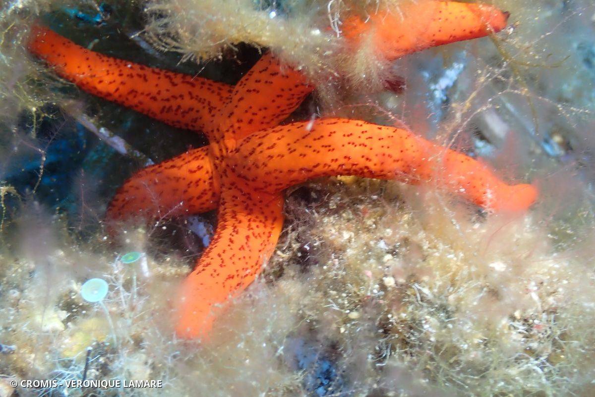 Etoile de mer rouge