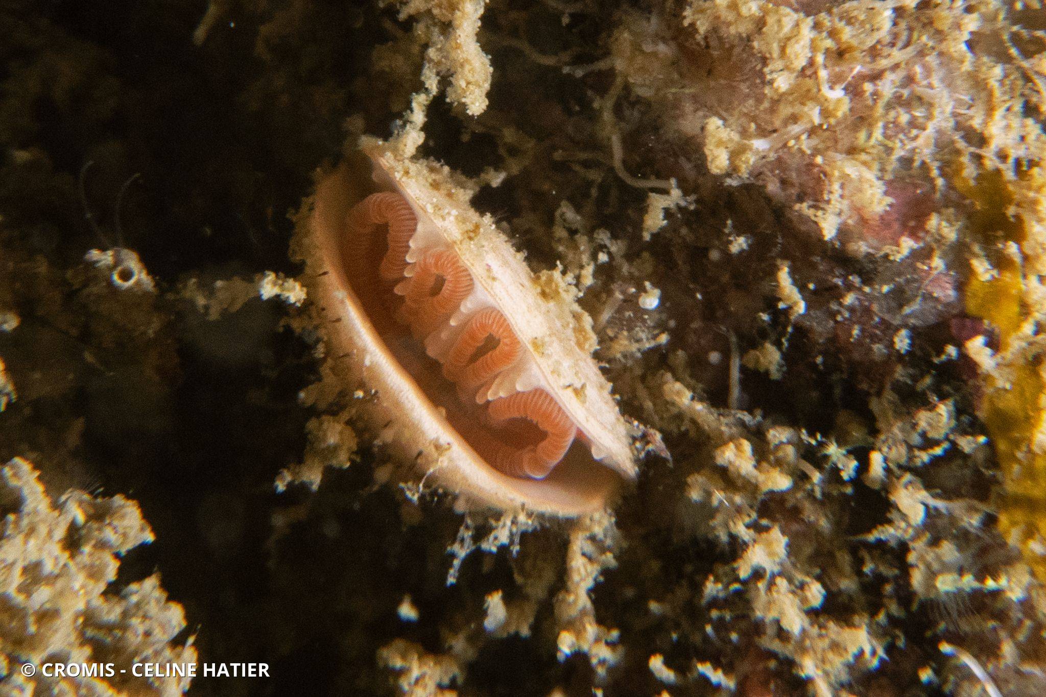 Megathiris detruncata