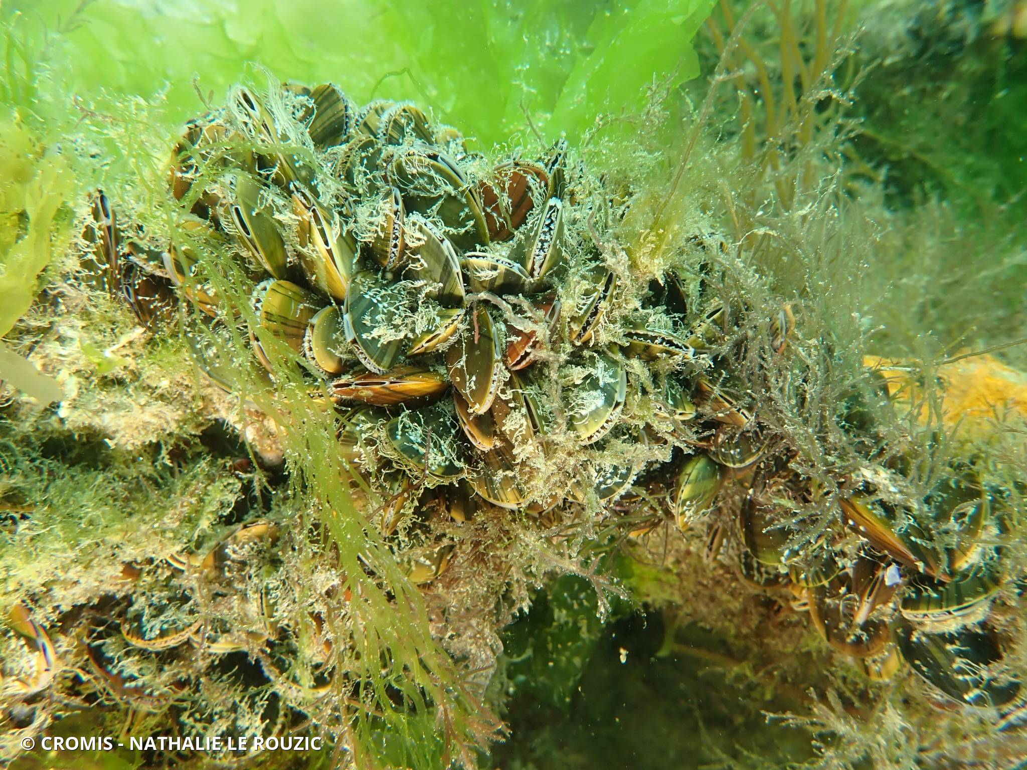 Moule commune