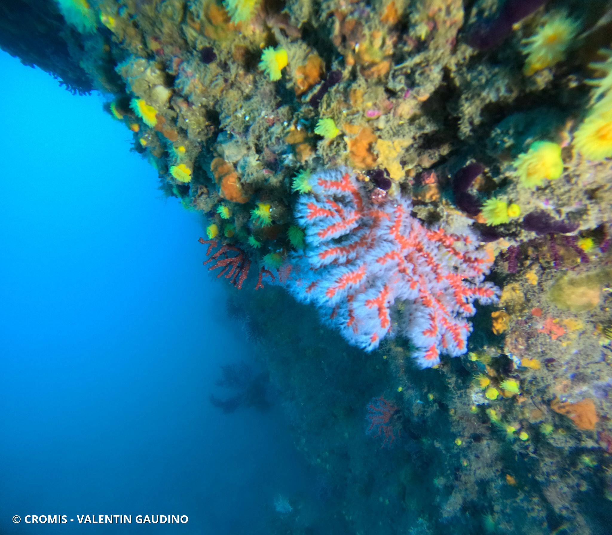 Corail rouge de Méditerranée