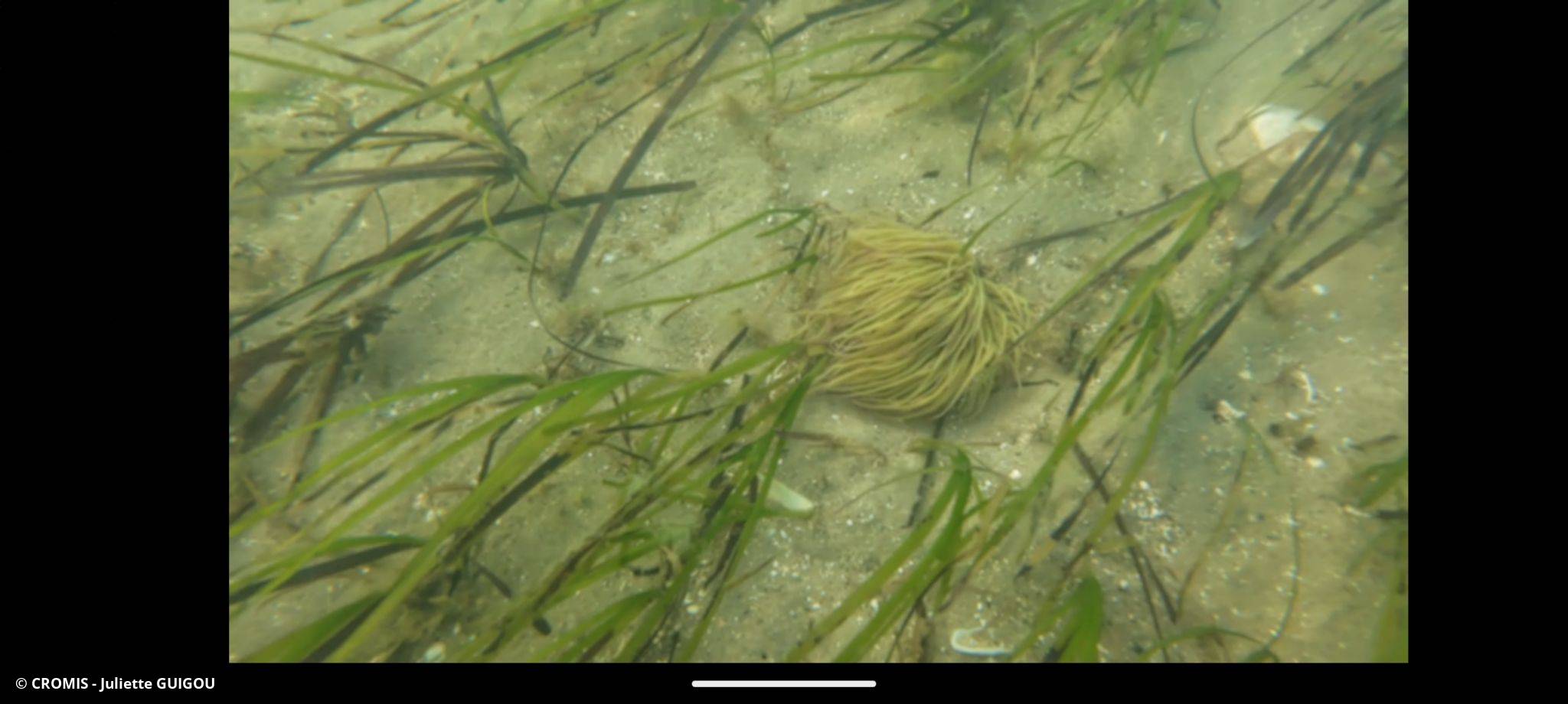 Anémone de mer verte