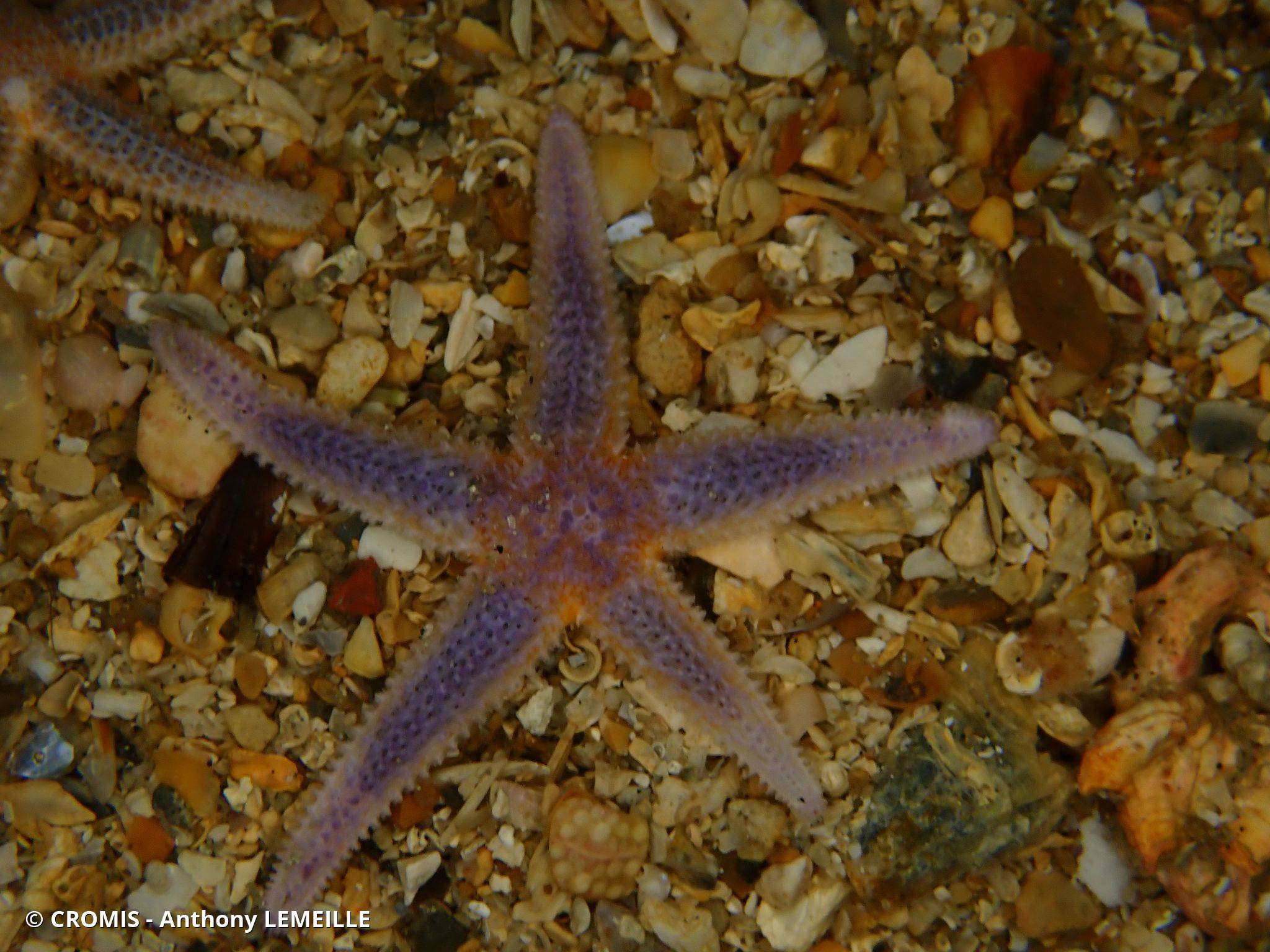 Étoile de mer commune
