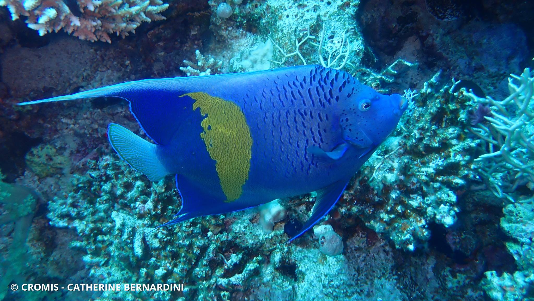 Poisson-ange géographe