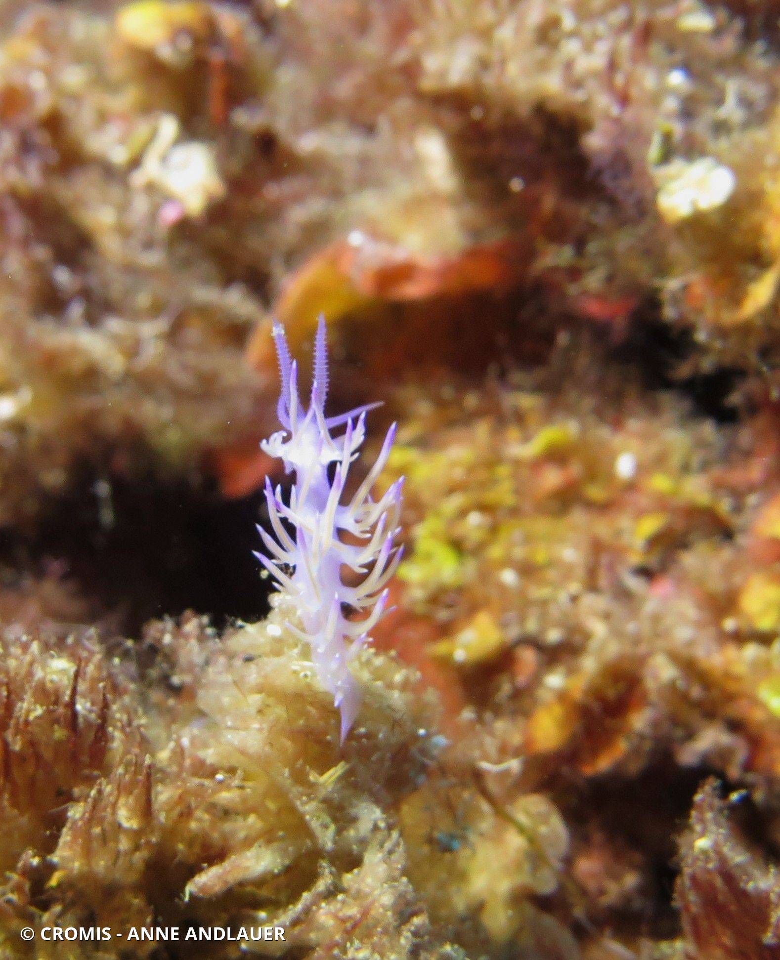 Photo 2 sur 211 : Flabelline mauve