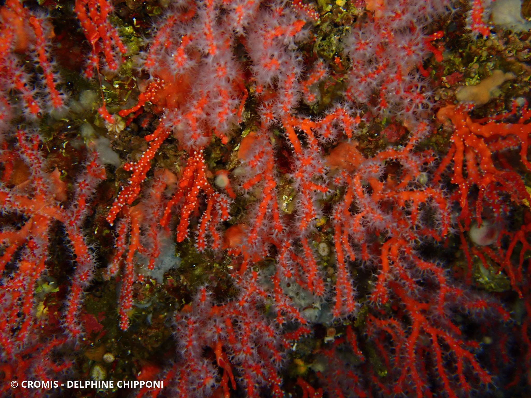 Corail rouge de Méditerranée