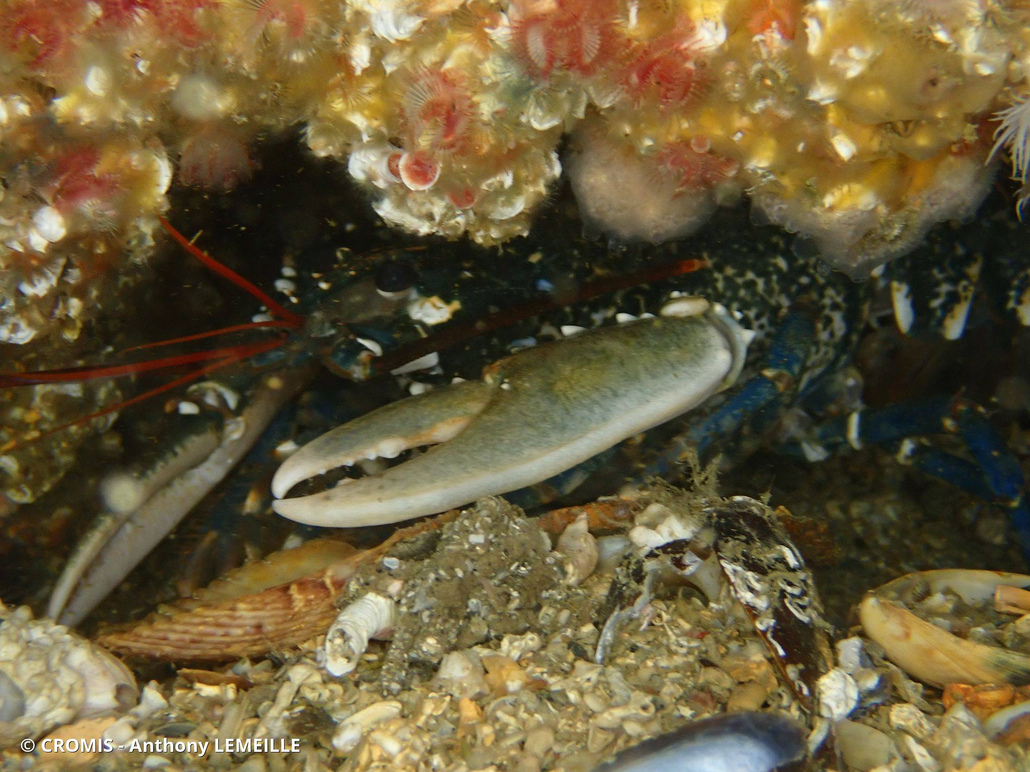 Homard européen