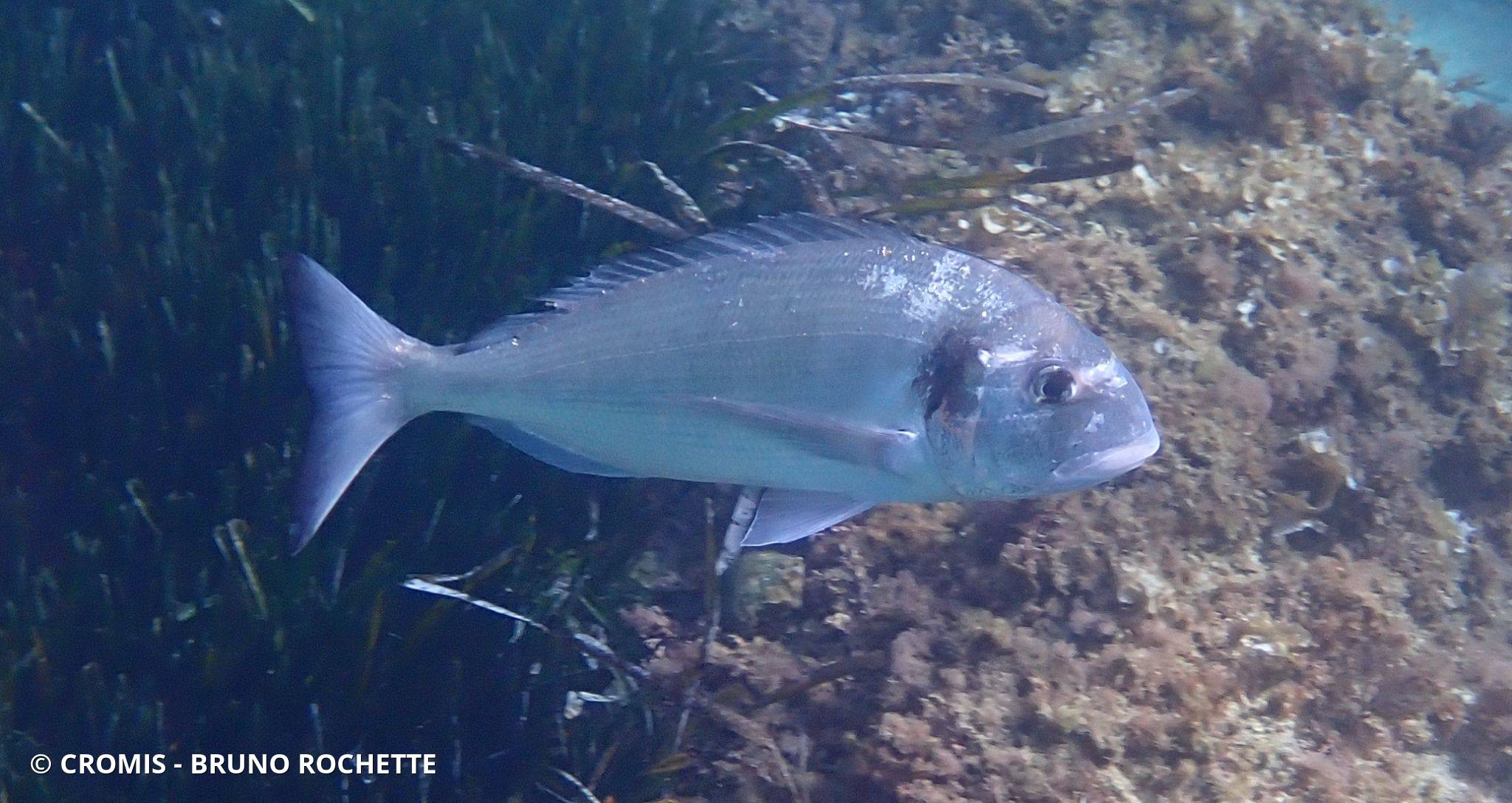 Dorade (daurade) royale