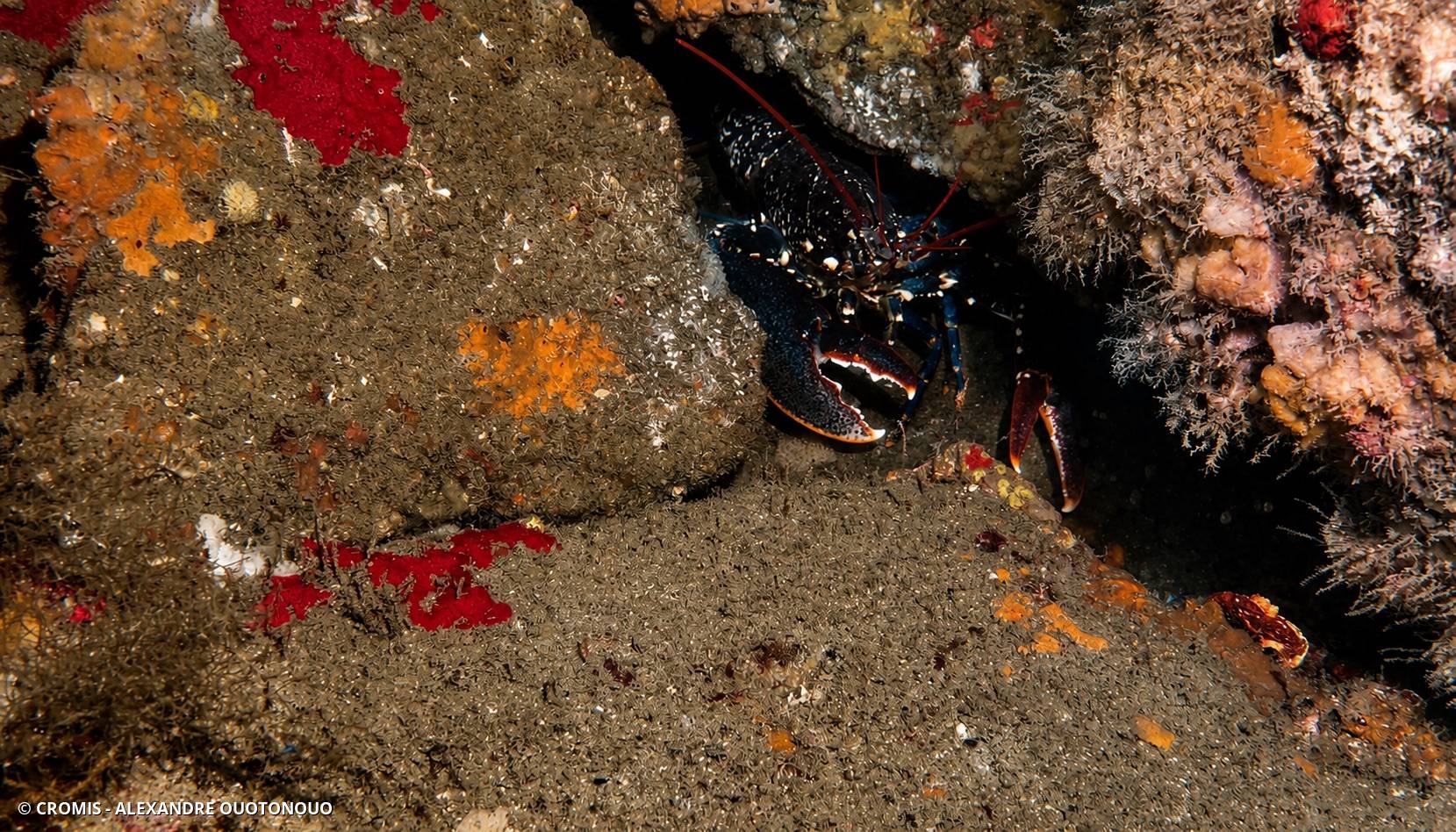 Homard européen