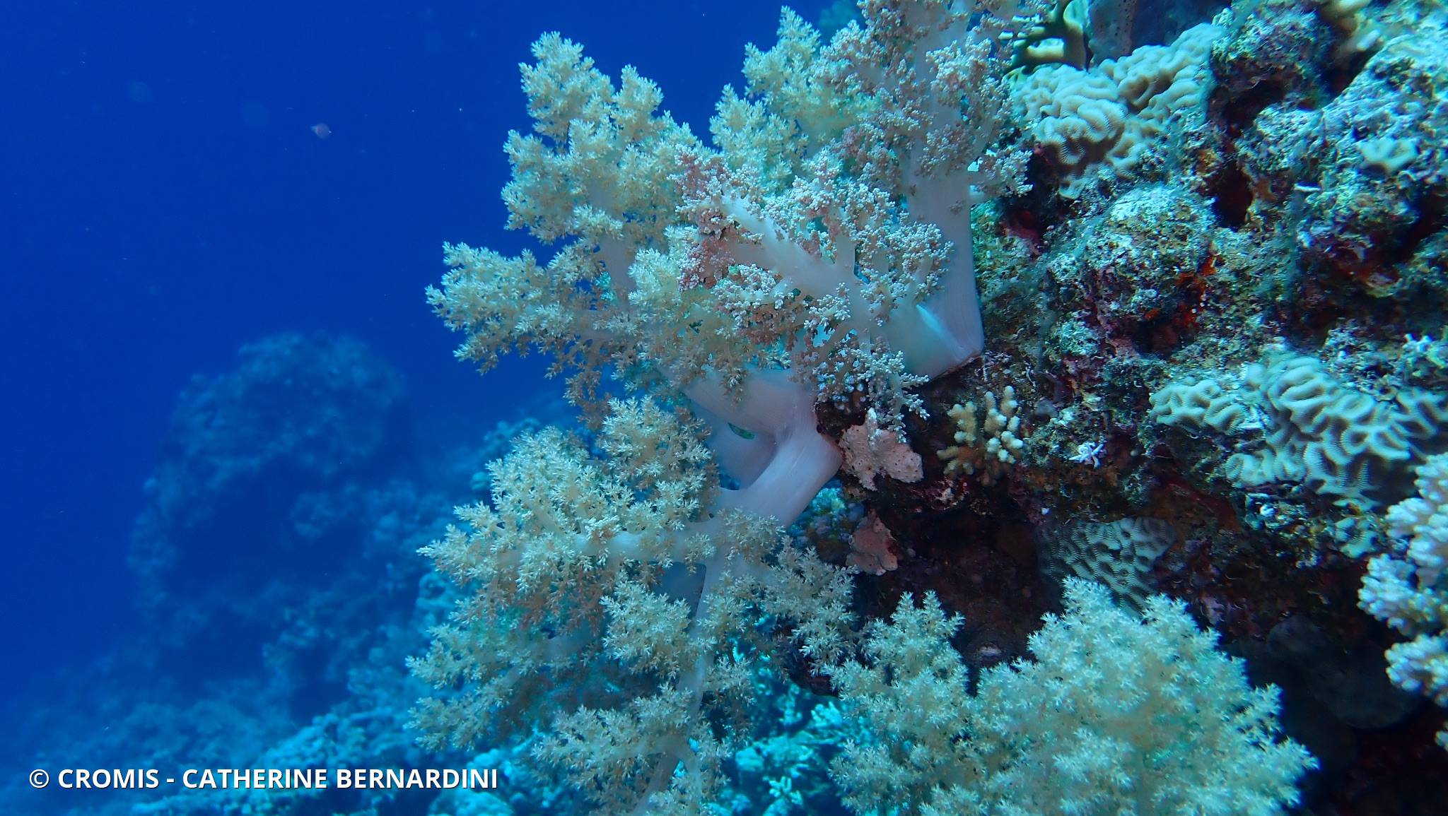 Alcyonaire arborescent