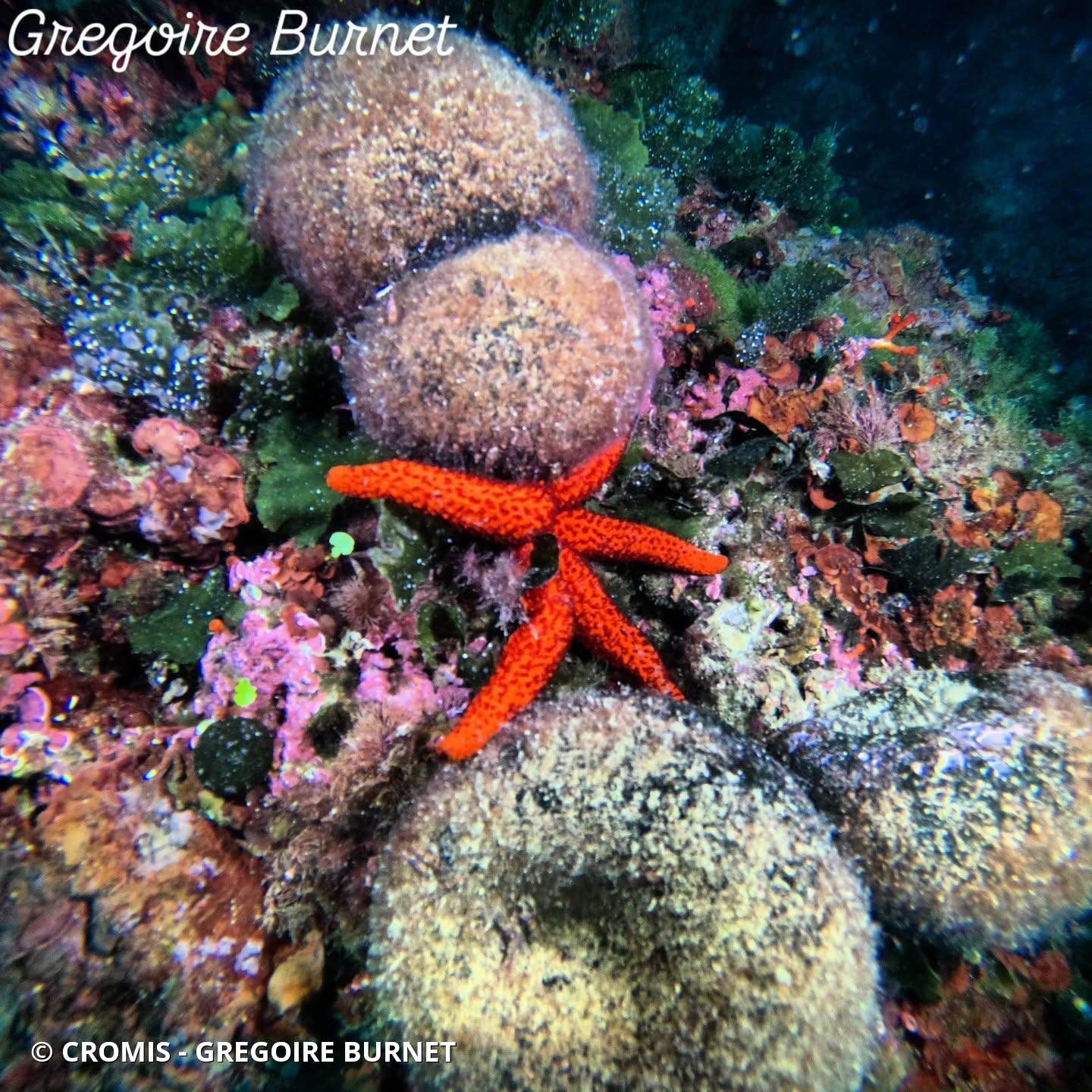 Etoile de mer rouge