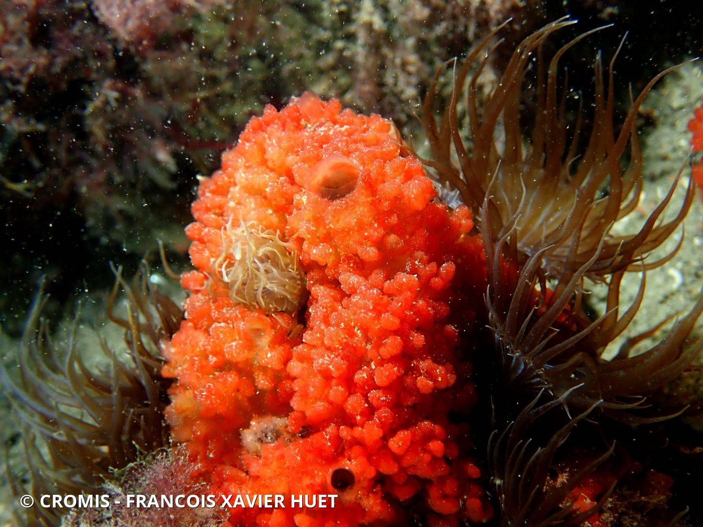 Oscarelle rouge