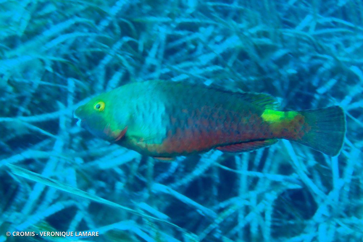 Poisson-perroquet méditerranéen