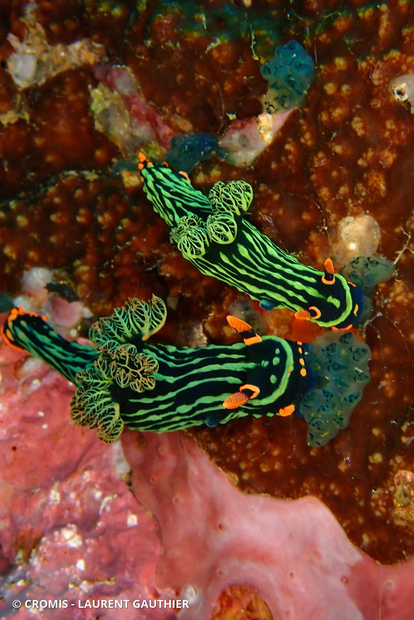 Nembrotha de Kubary