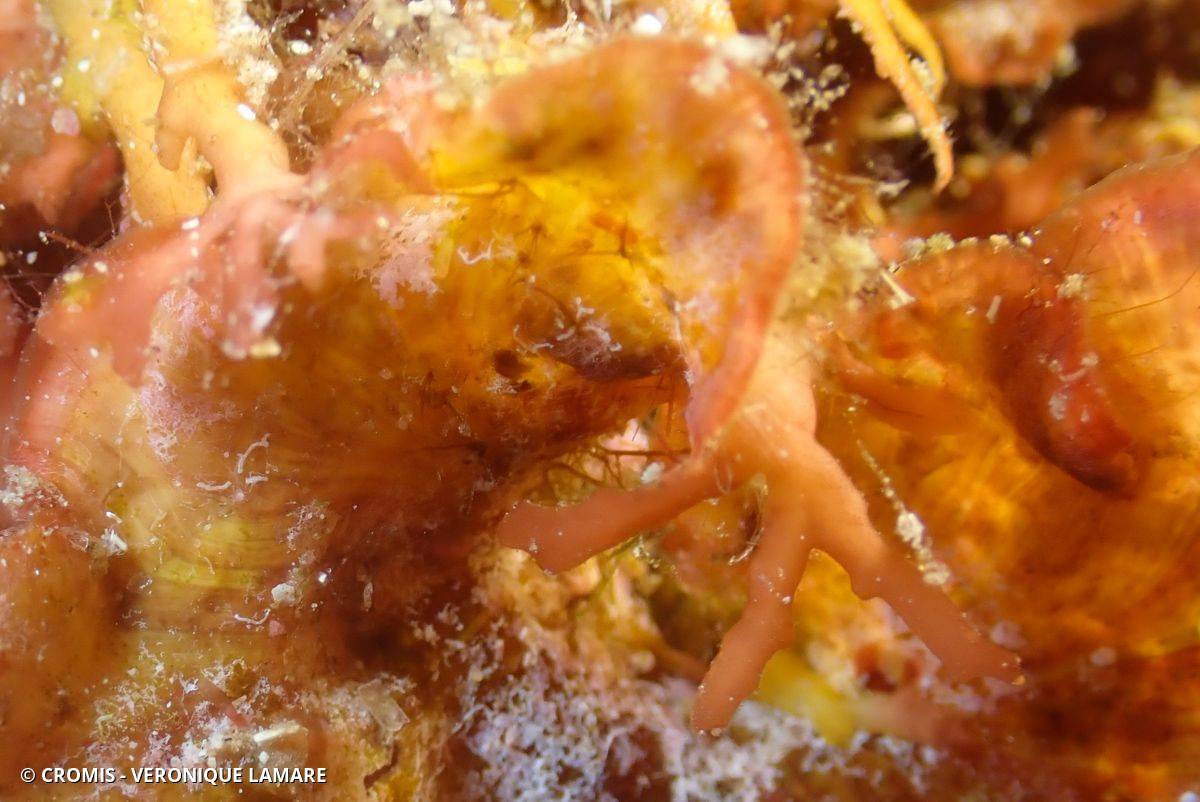 Contarinia des Peyssonnelia