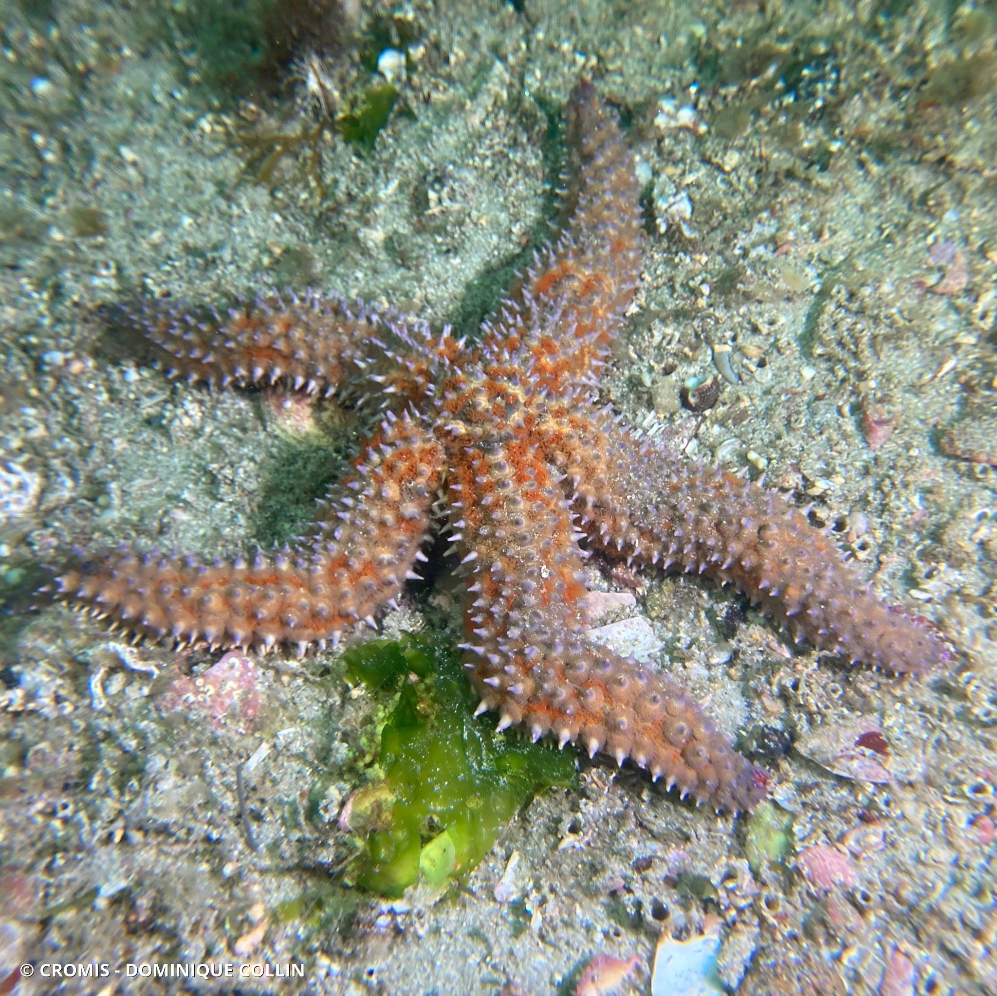 Etoile de mer glaciaire