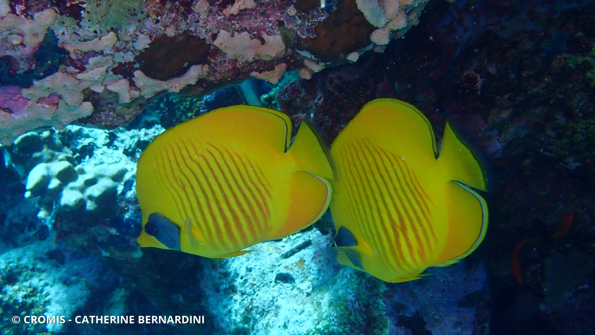 Poisson-papillon jaune masqué