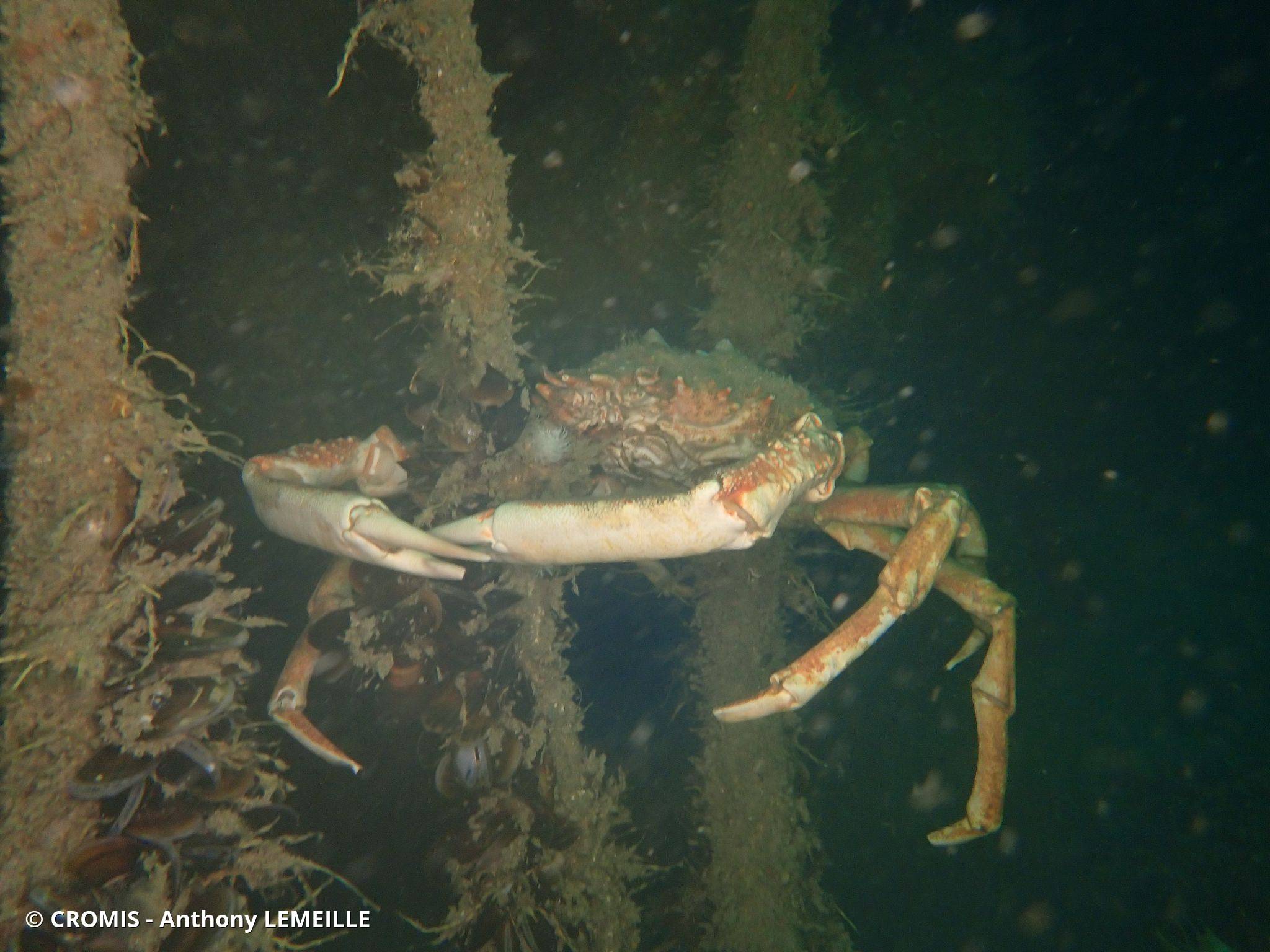 Araignée de mer Atlantique