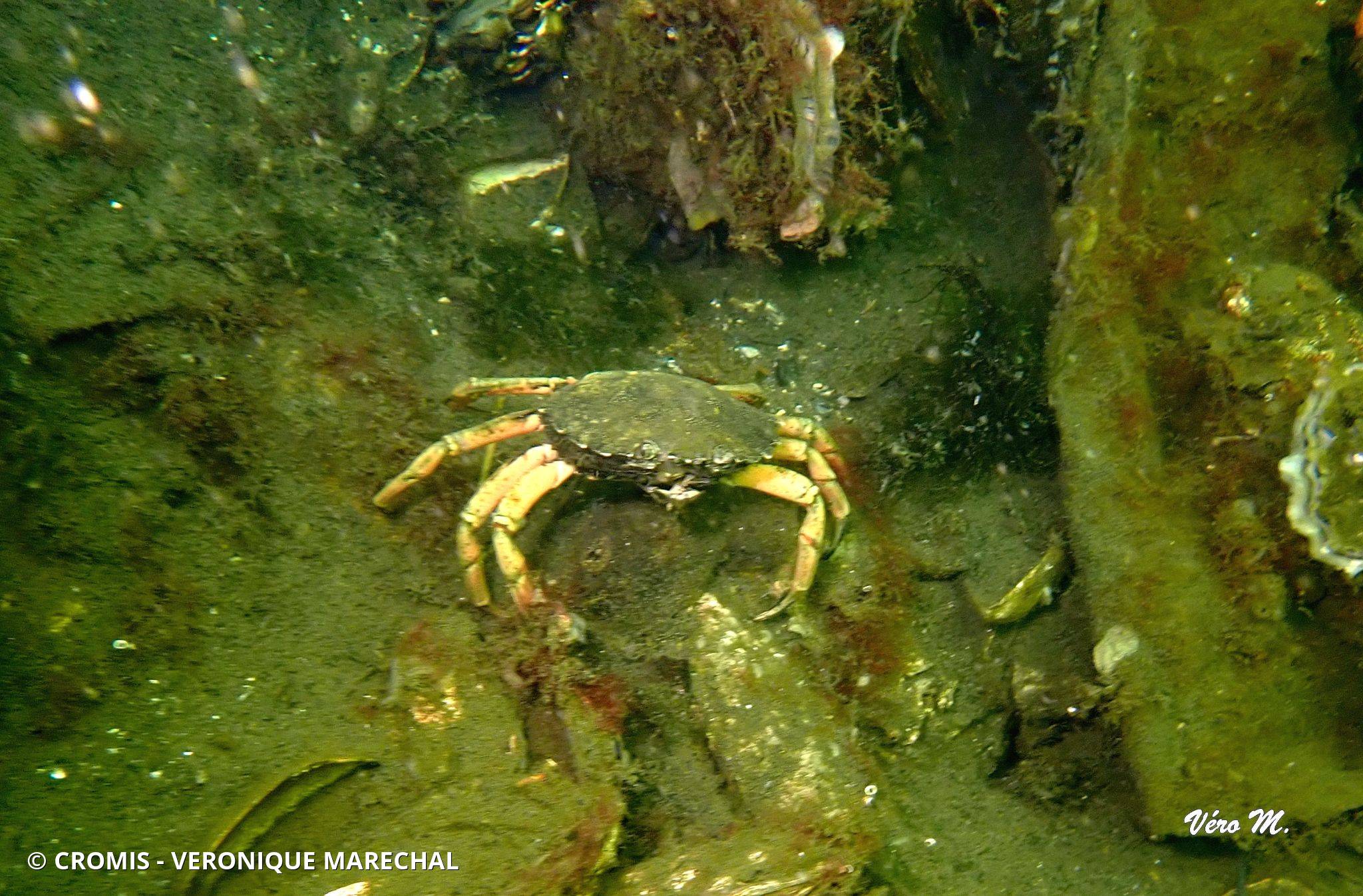 Crabe vert