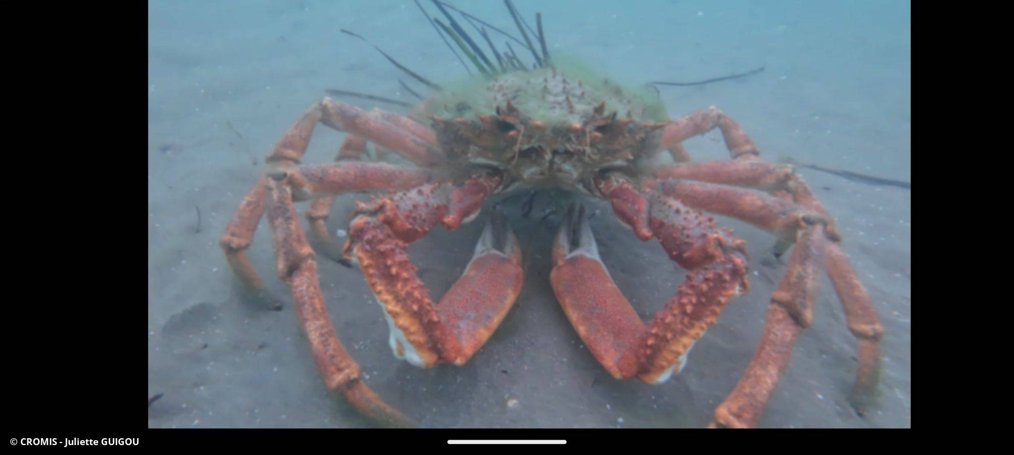 Araignée de mer Atlantique