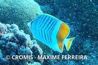 Poisson-papillon de Mertens