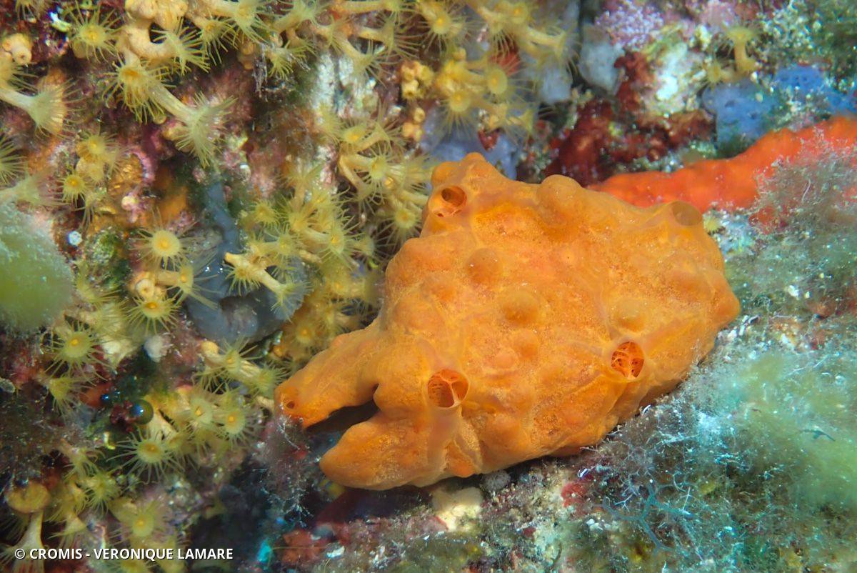 Eponge encroûtante orange-rouge