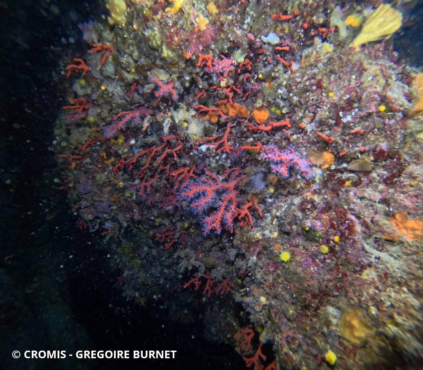 Corail rouge de Méditerranée