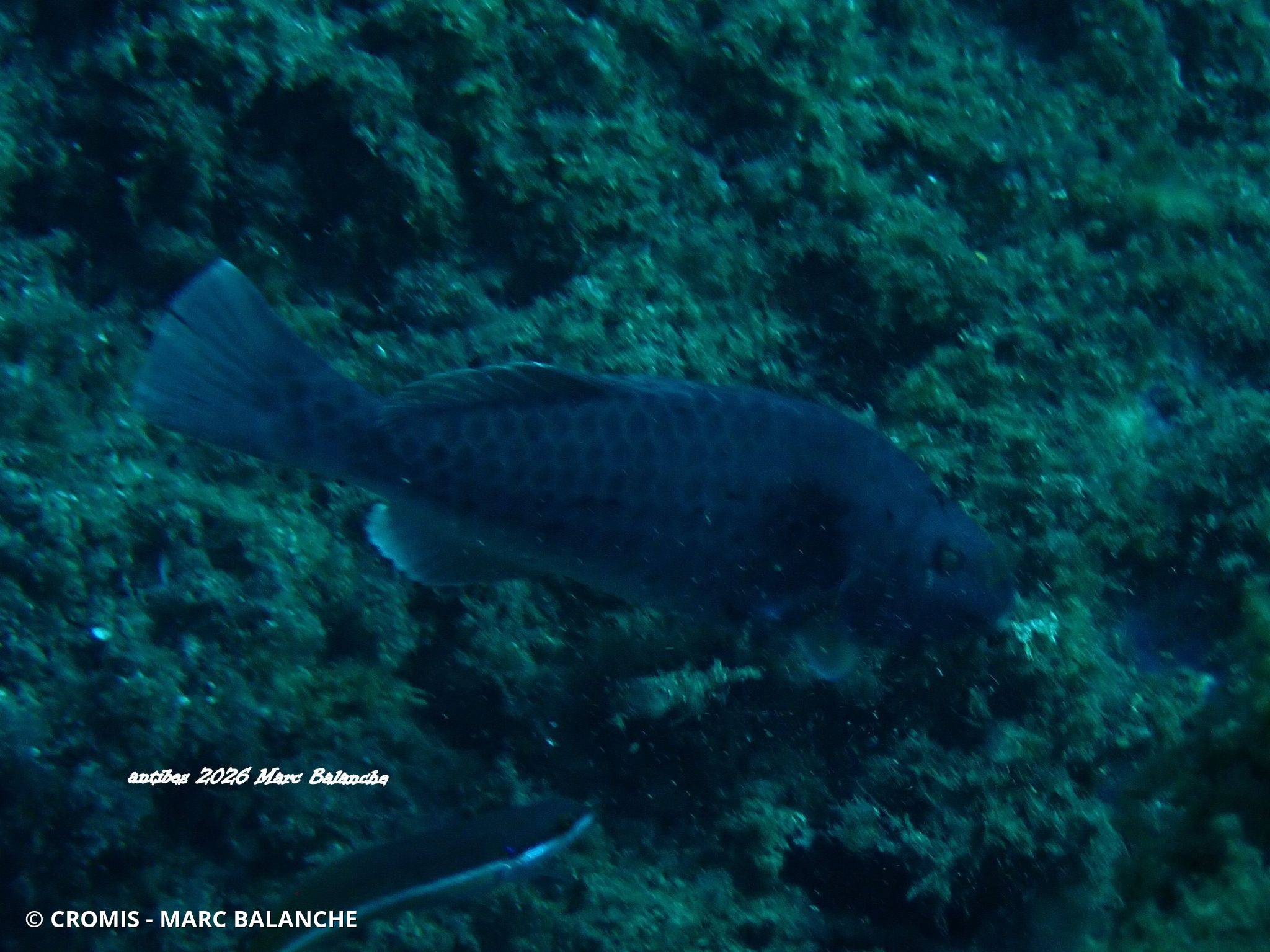 Poisson-perroquet méditerranéen