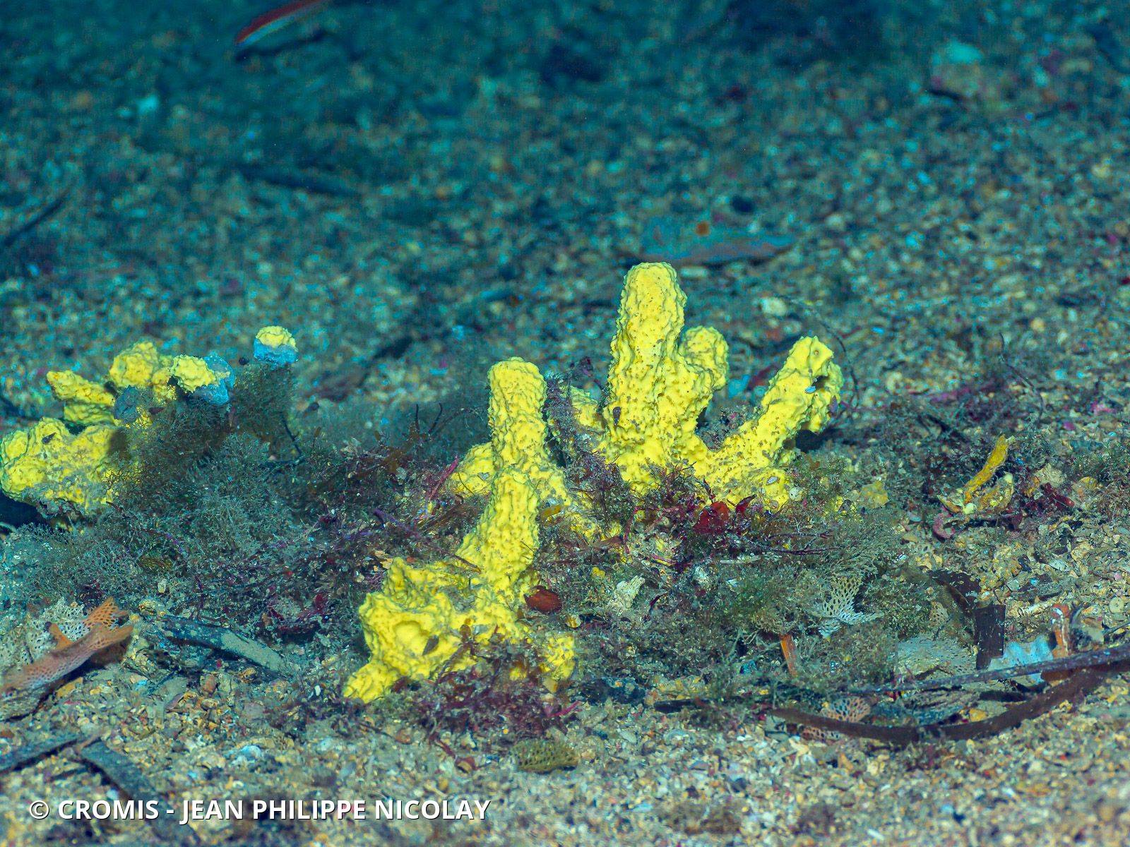 Eponge cavernicole jaune