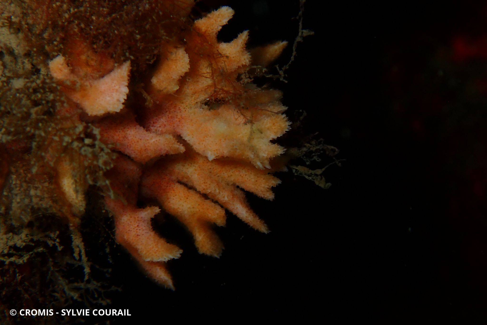Bryozoaire corne d'élan