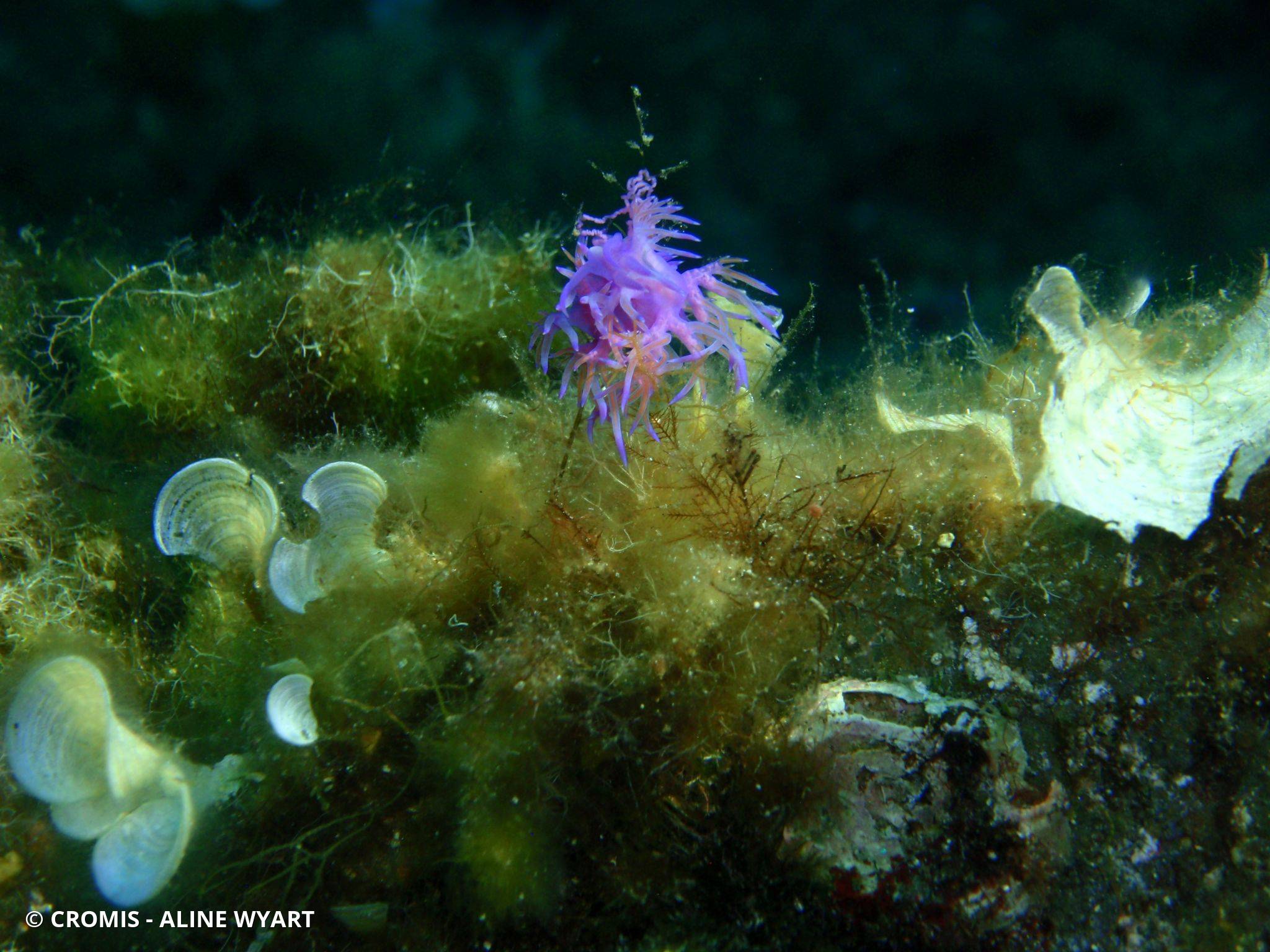 Photo 8 sur 211 : Flabelline mauve