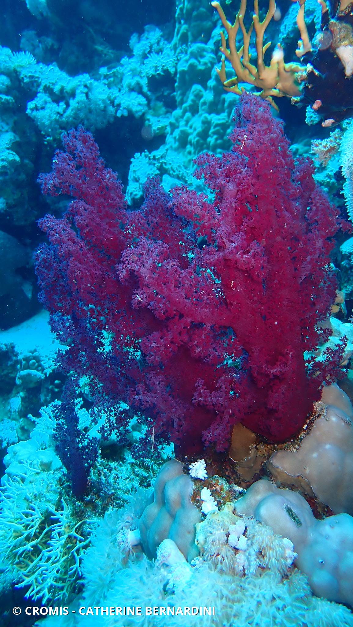 Alcyonaire épineux