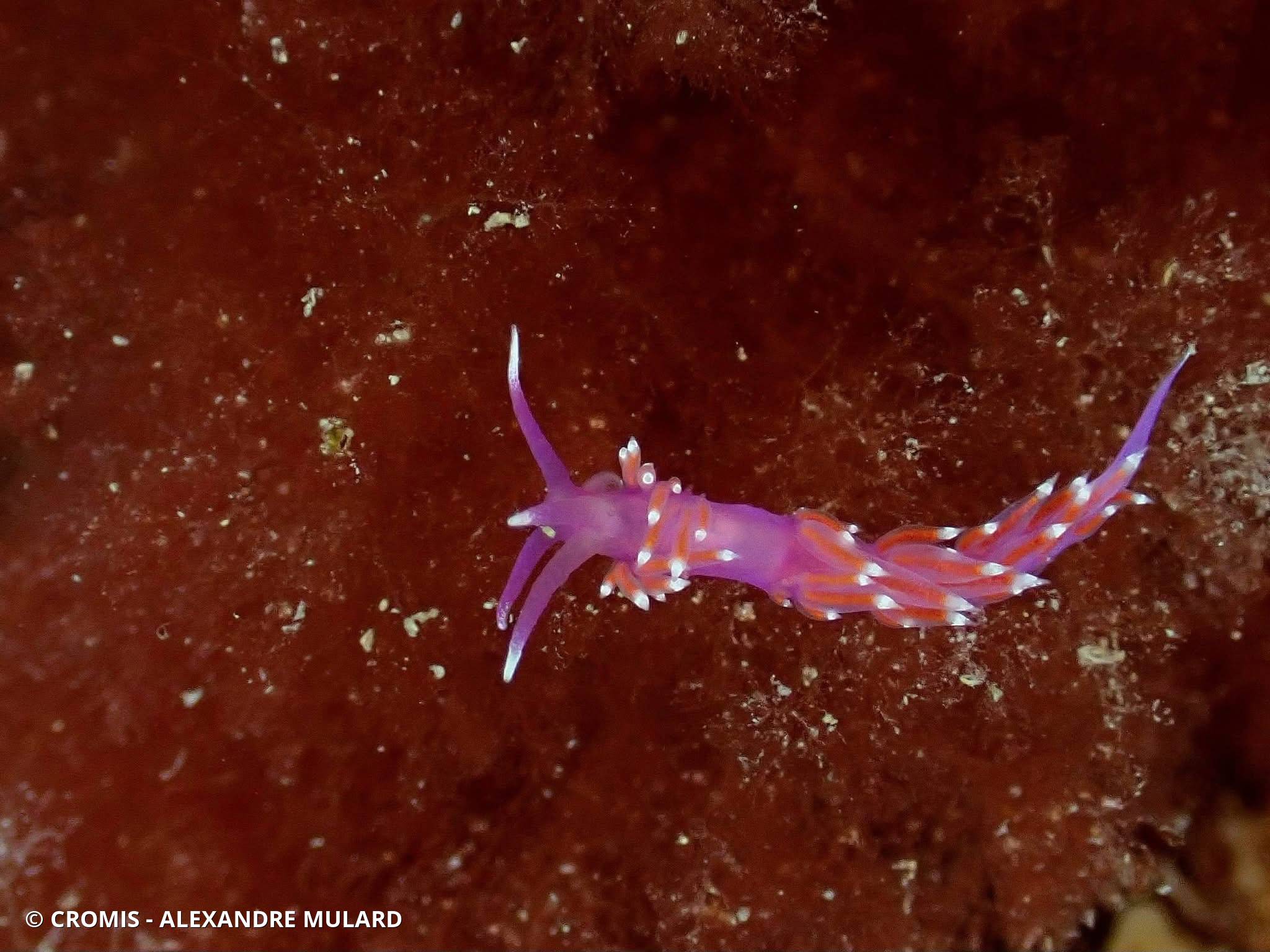 Coryphelle mauve
