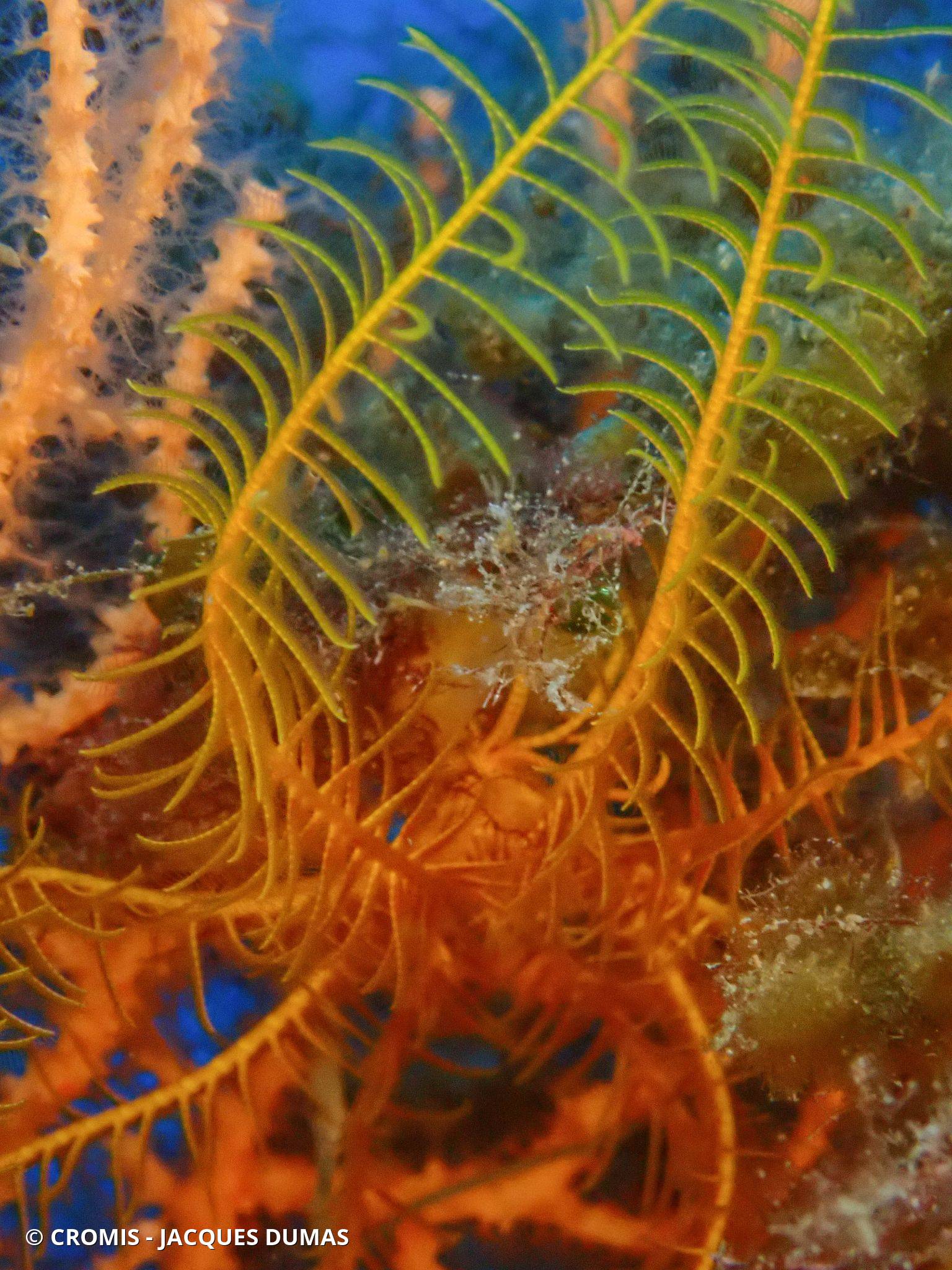 Photo 1 sur 52 : Comatule de Méditerranée