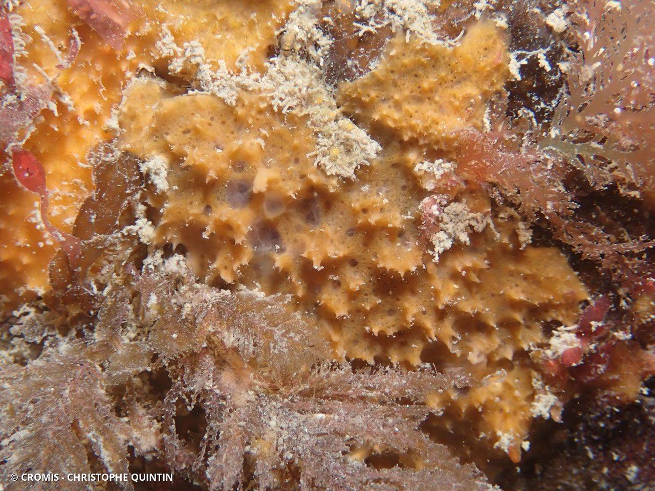 Eponge hirsute orange