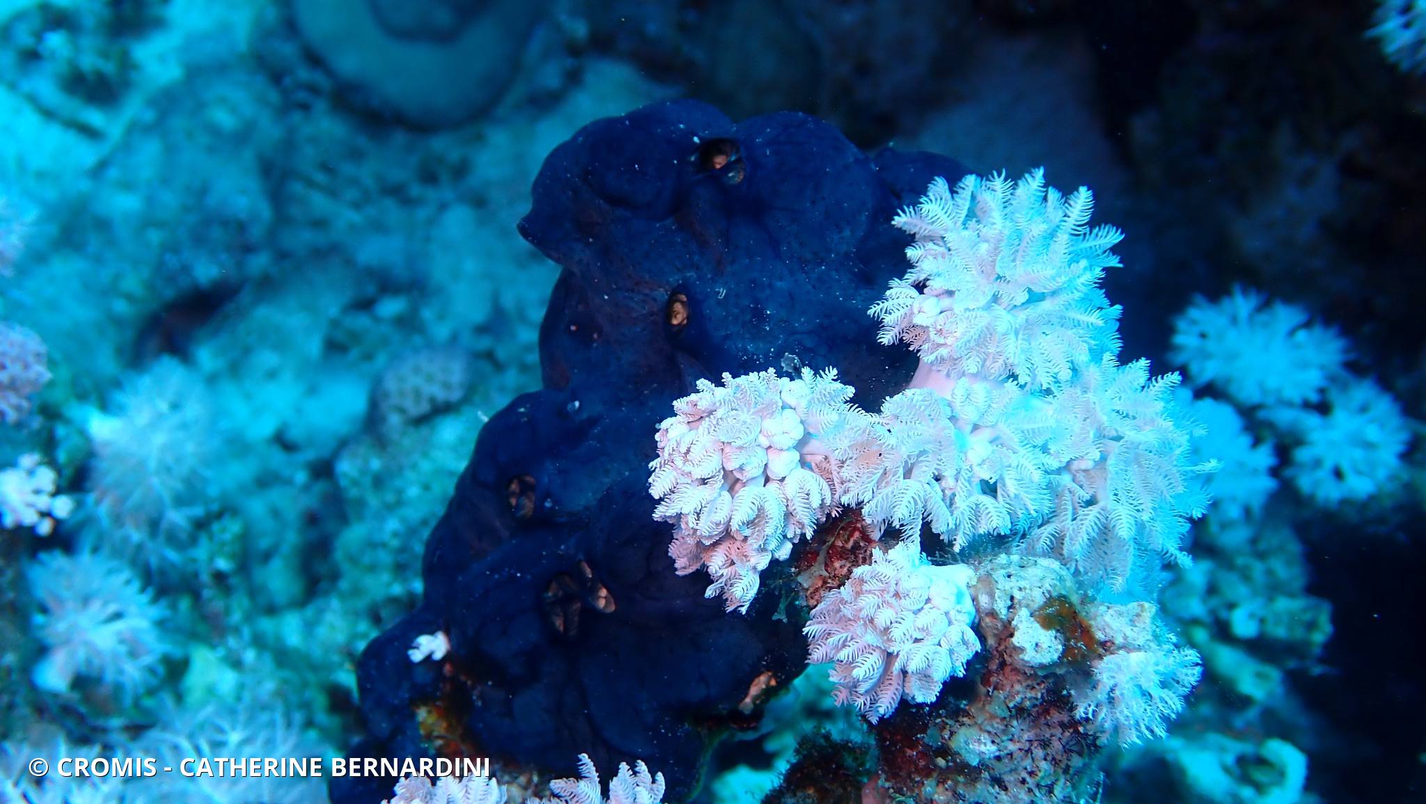 Eponge bleue à cratères de Mer Rouge