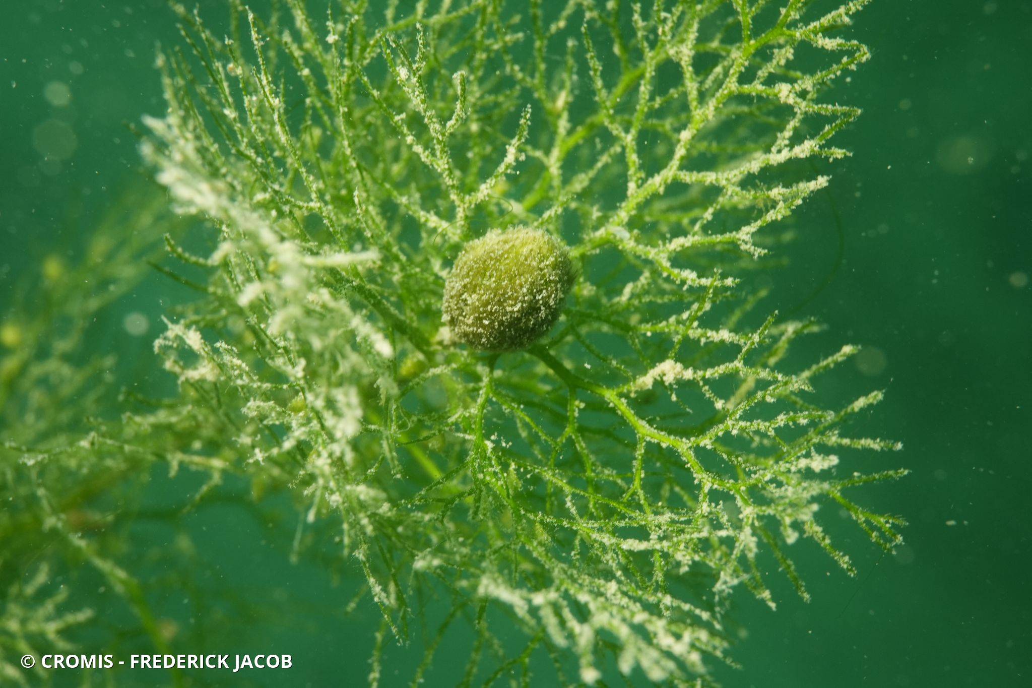 Utriculaire vulgaire