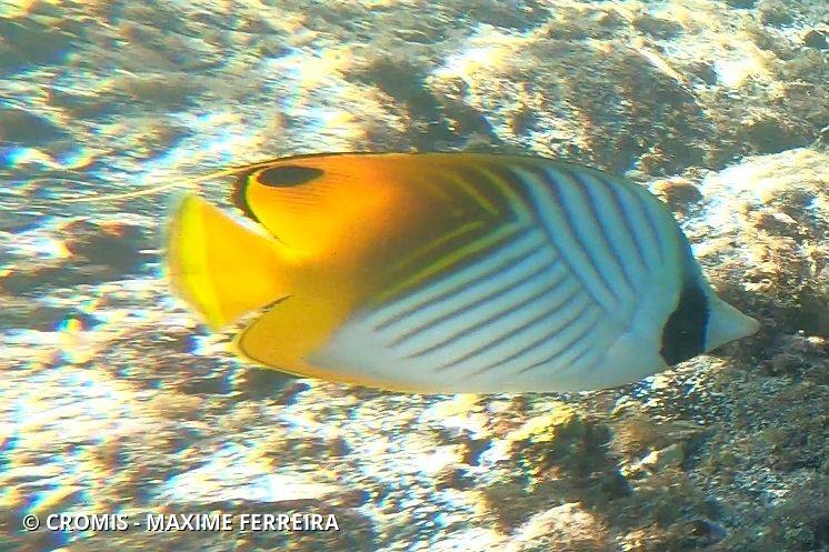 Poisson-papillon cocher
