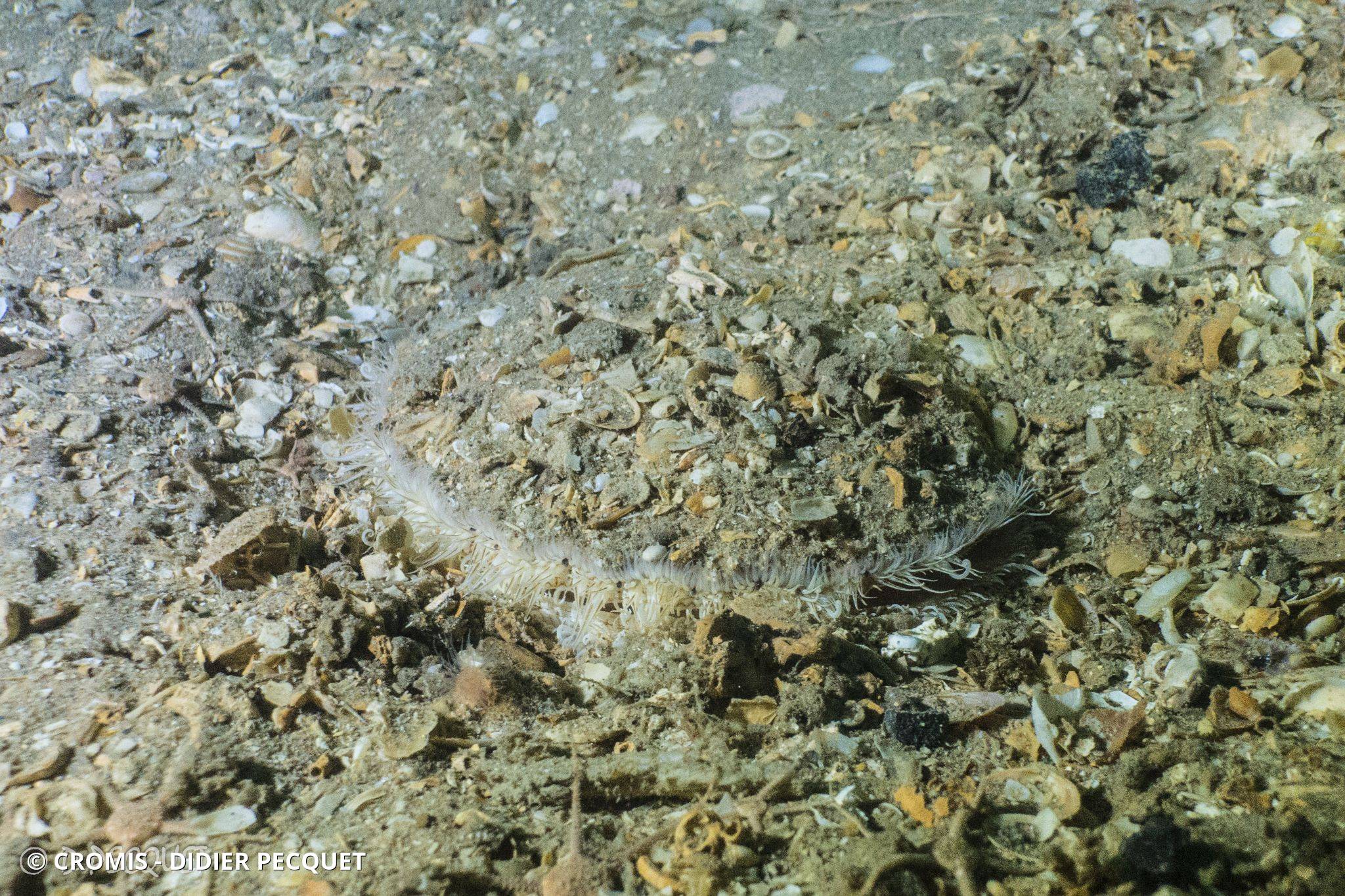 Coquille Saint-Jacques de l'Atlantique
