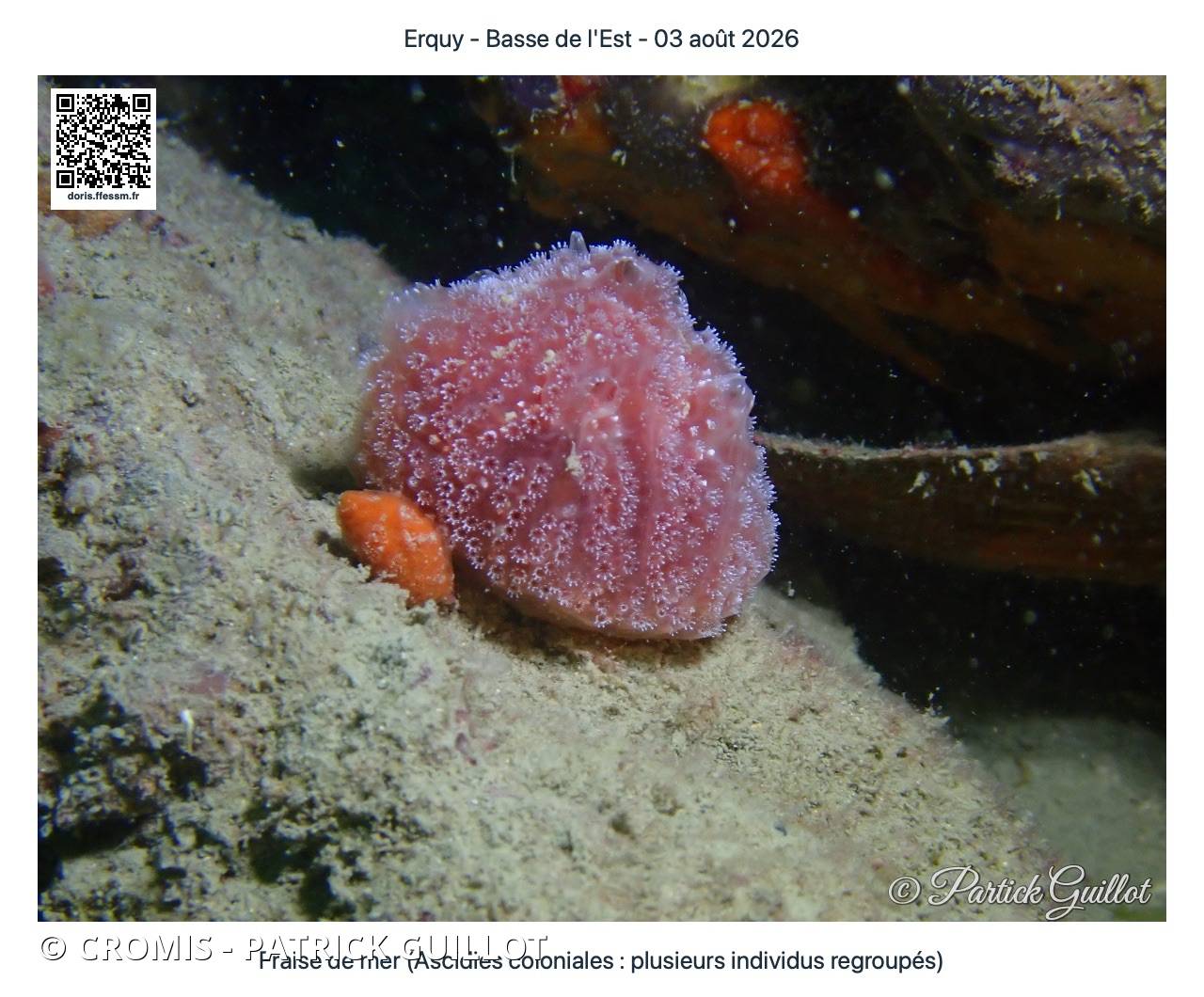 Fraise de mer