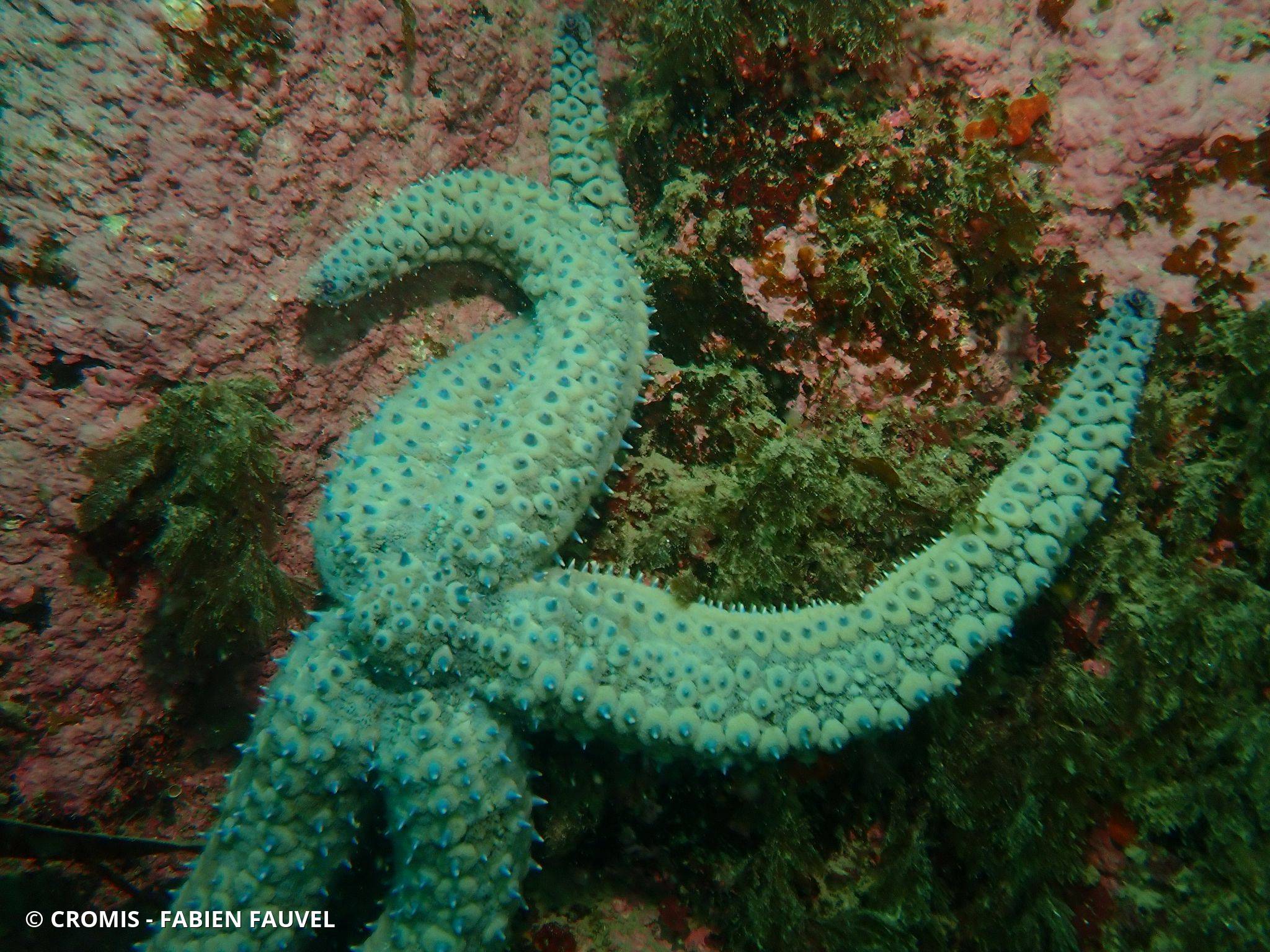 Etoile de mer glaciaire