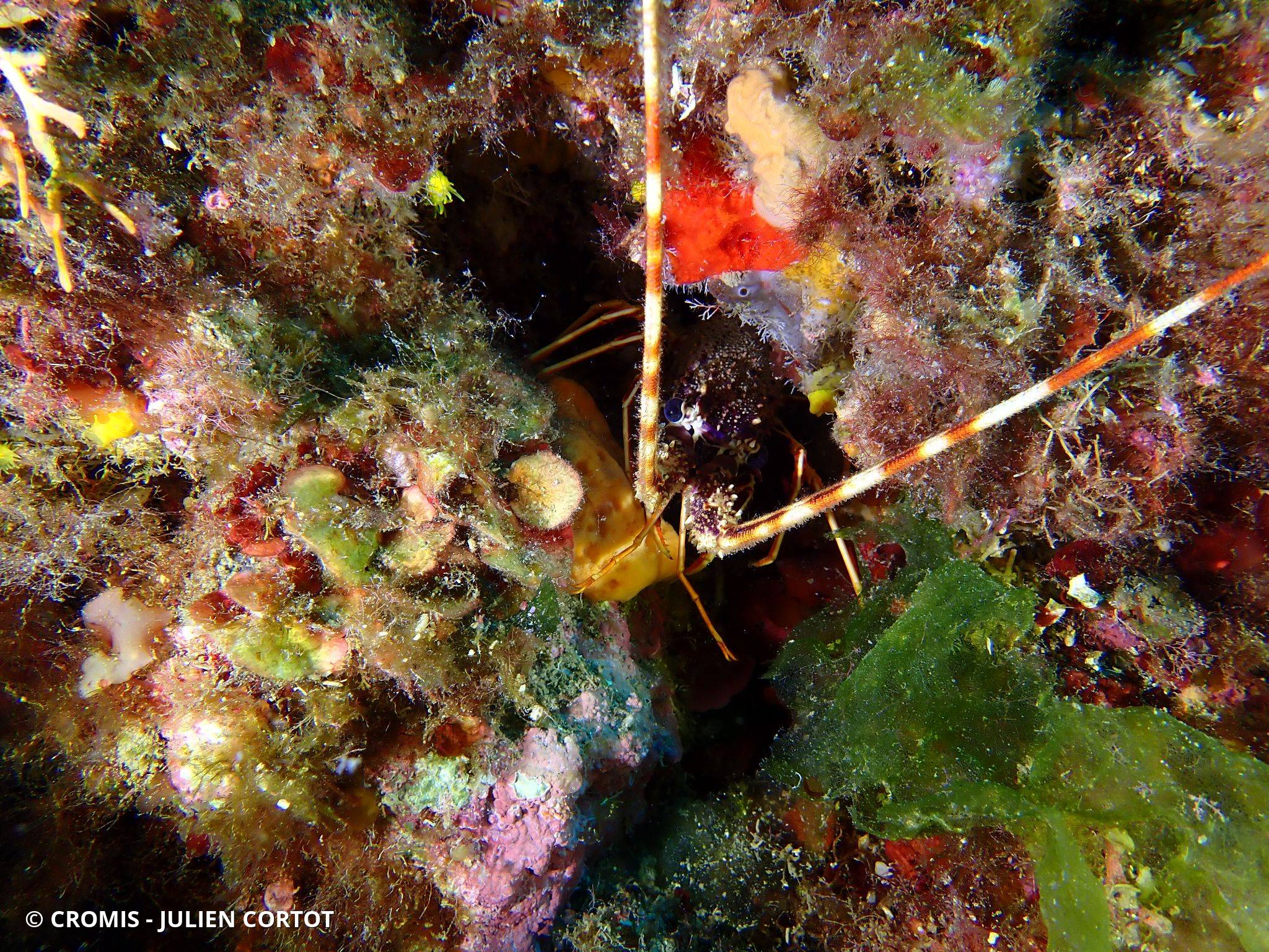Langouste rouge
