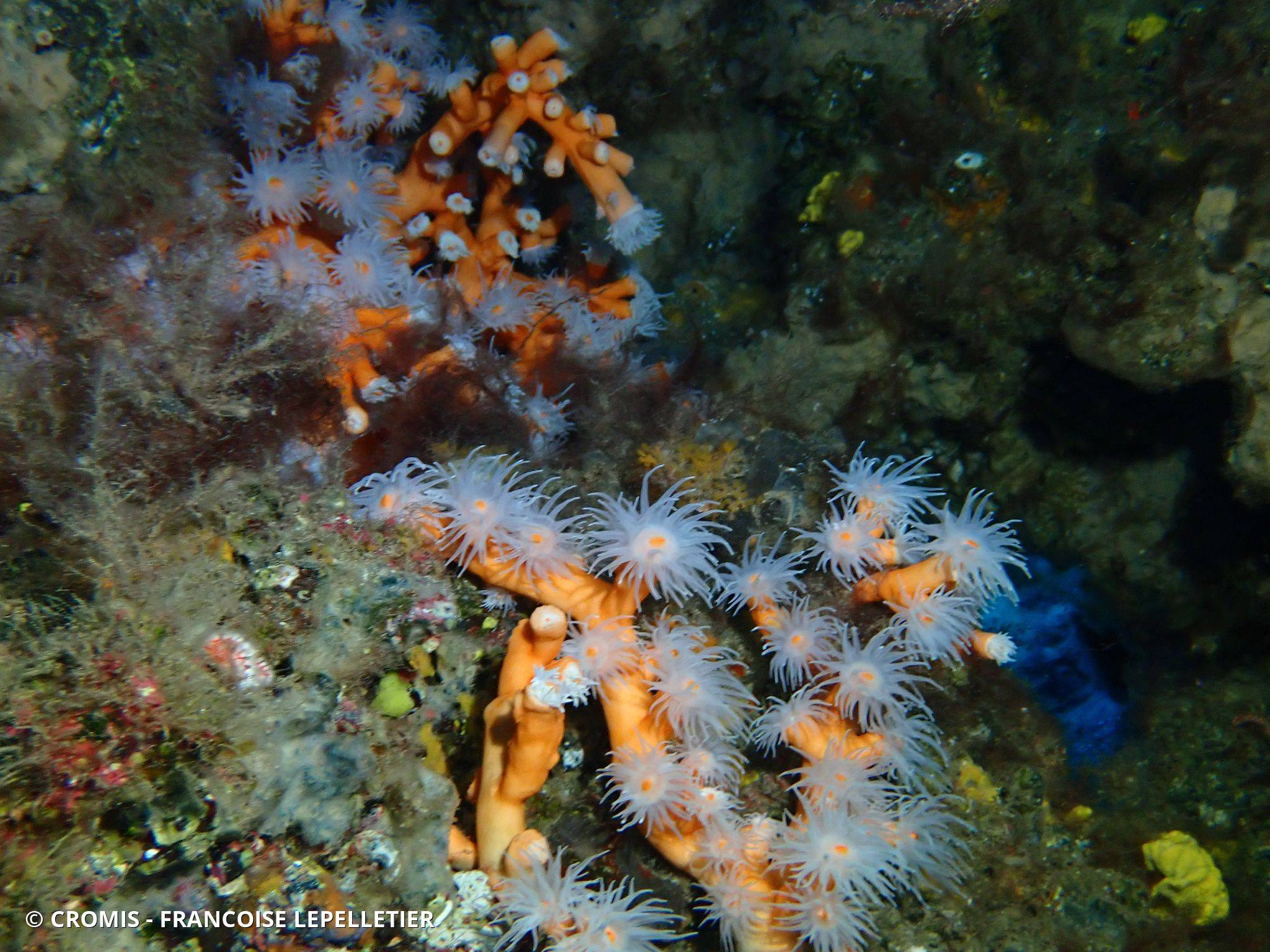 Corail arborescent orange