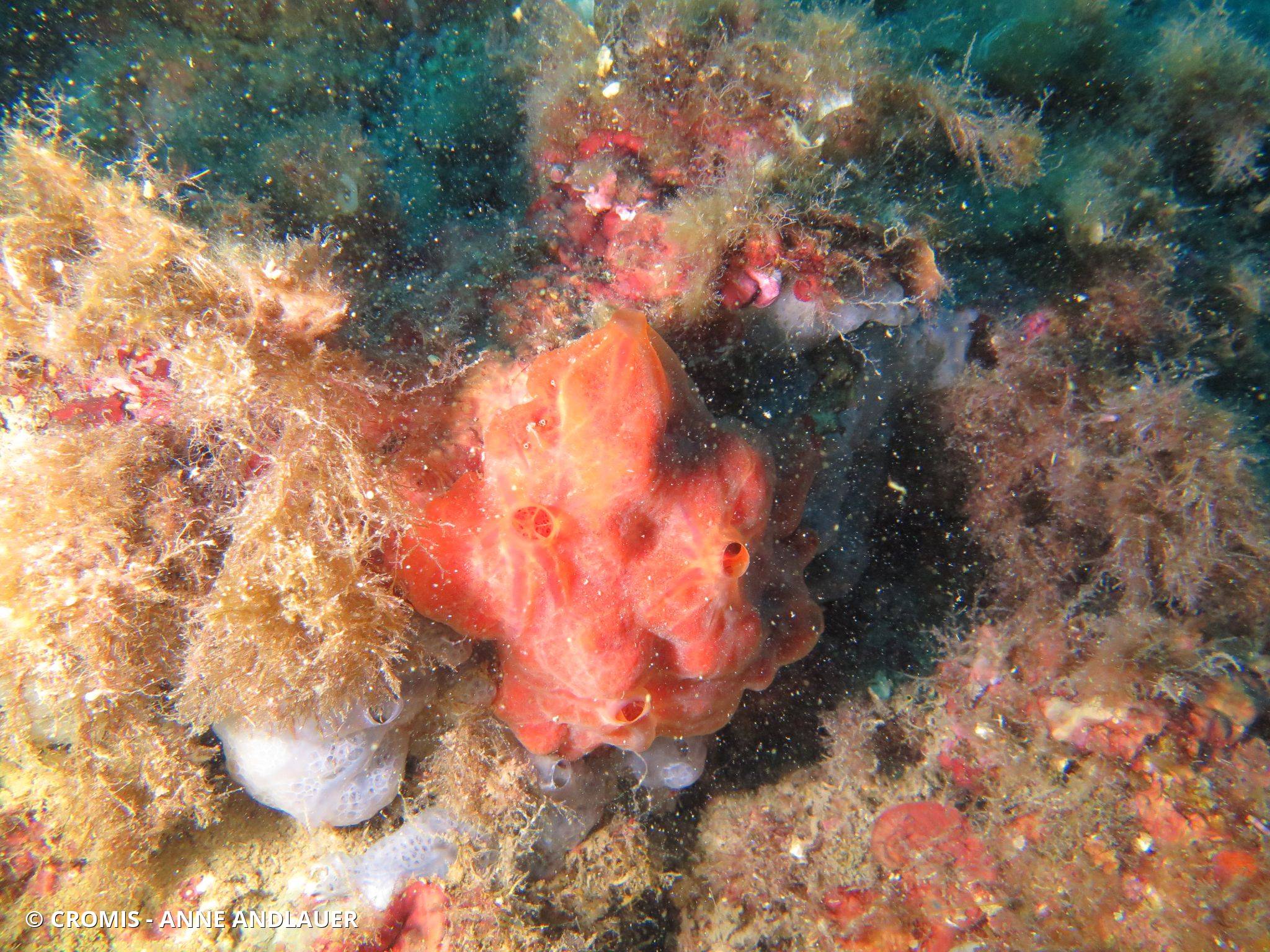 Eponge encroûtante orange-rouge